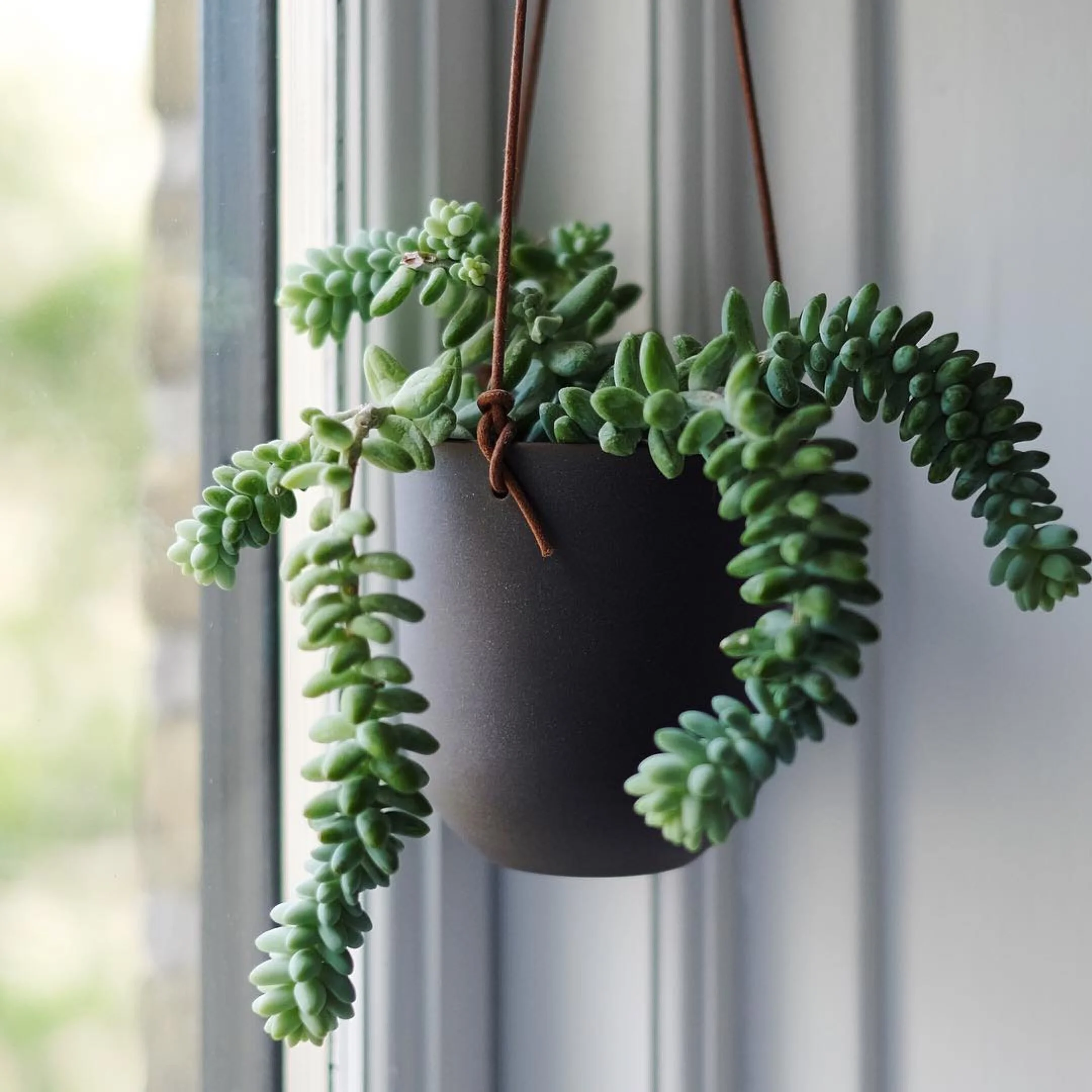 Danish planter with green plant