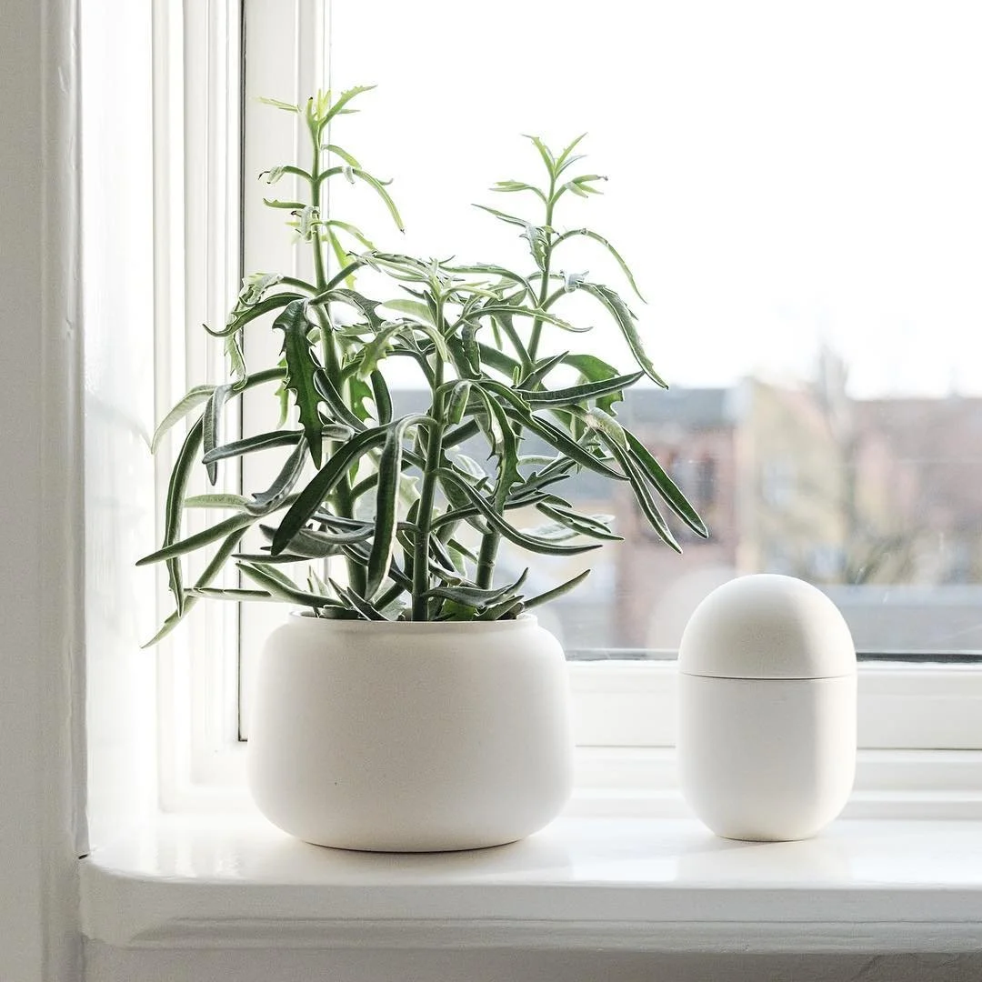 all year classic vase wider white and bonbonniere in window.jpg