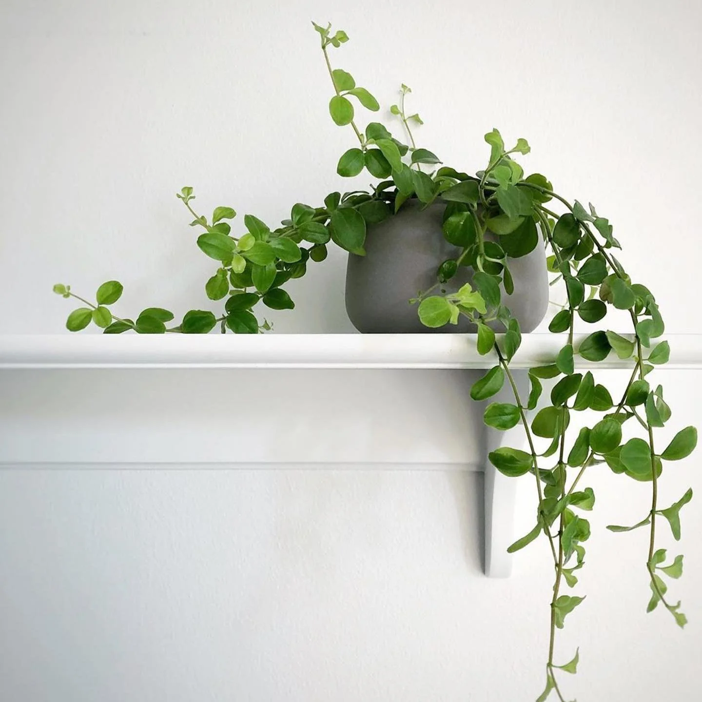 all year grey classic vase with green plant.jpg