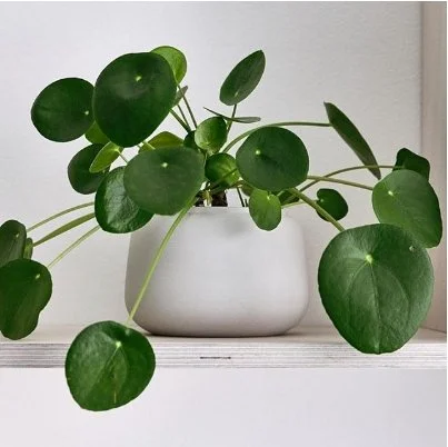 all year Classic Vase wide white plant.jpg