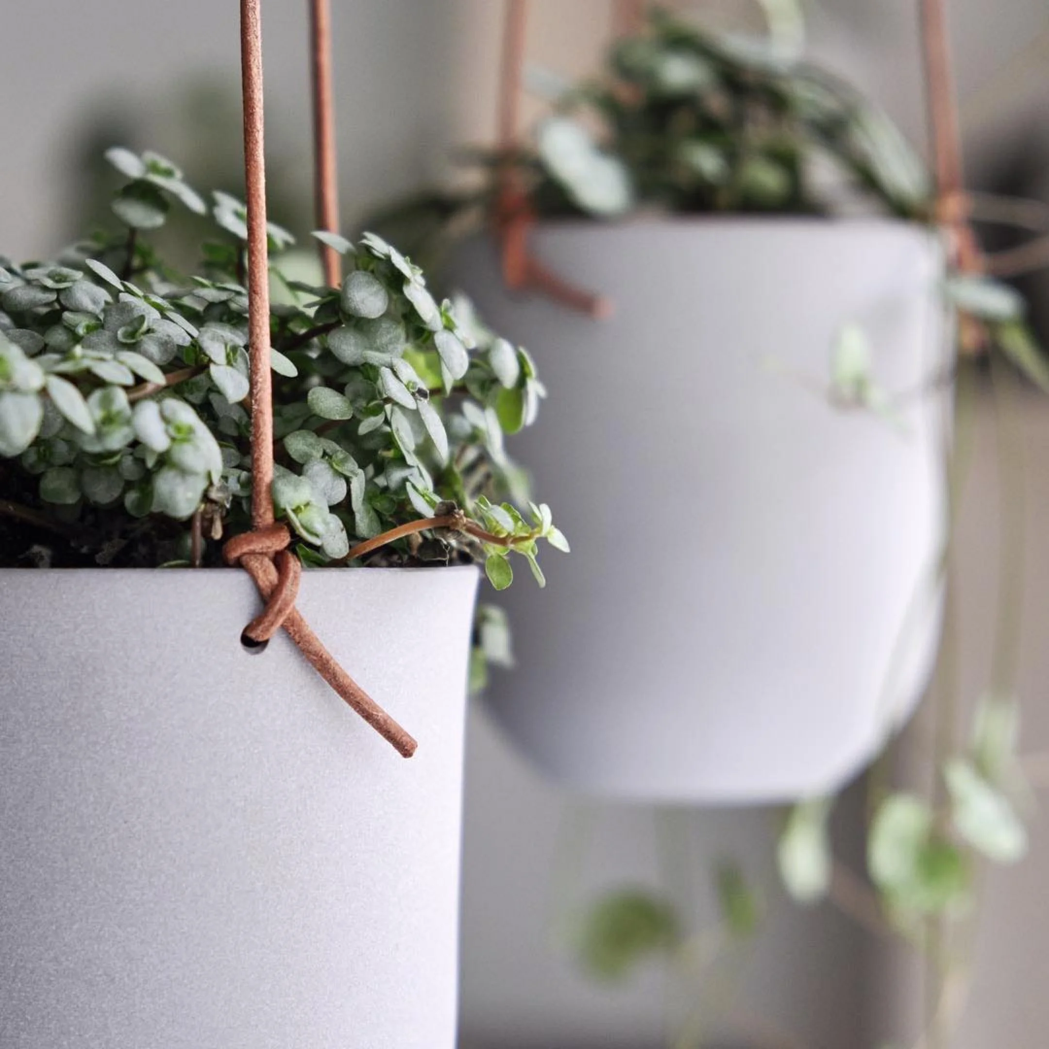 Scandinavian hanging ceramic pots with green plants in soft natural light