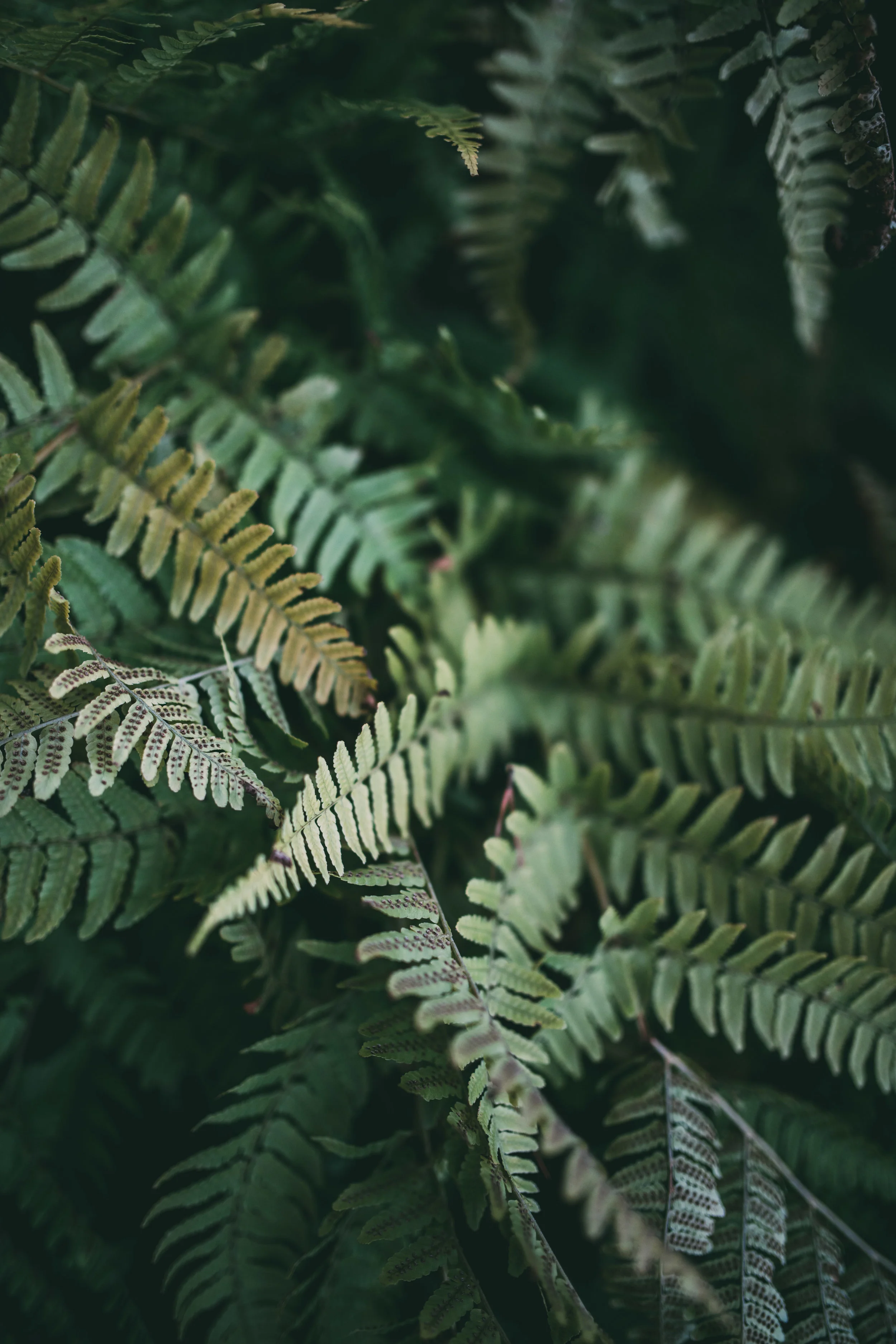 AbbySilasPreview-39.jpg