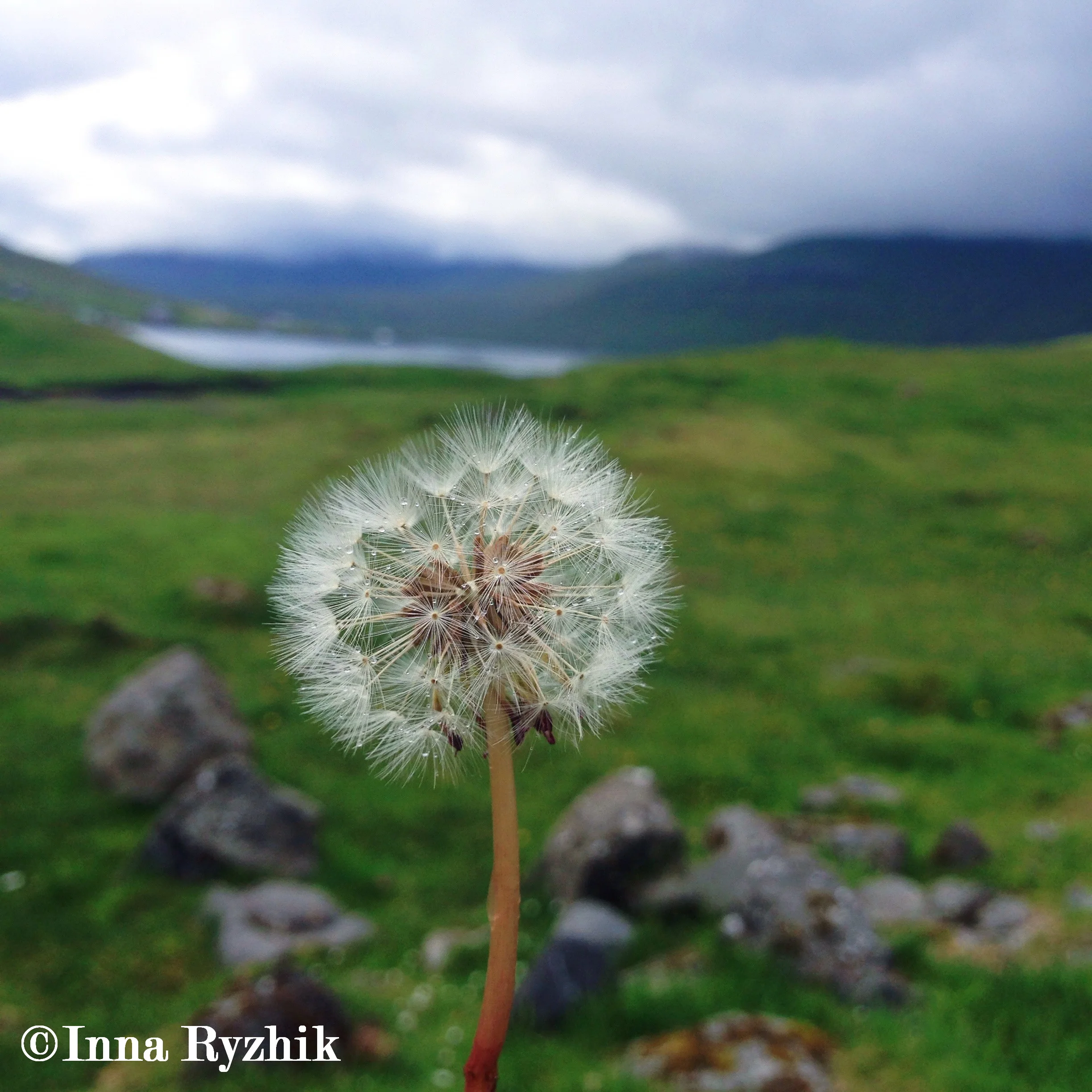 Make a Wish