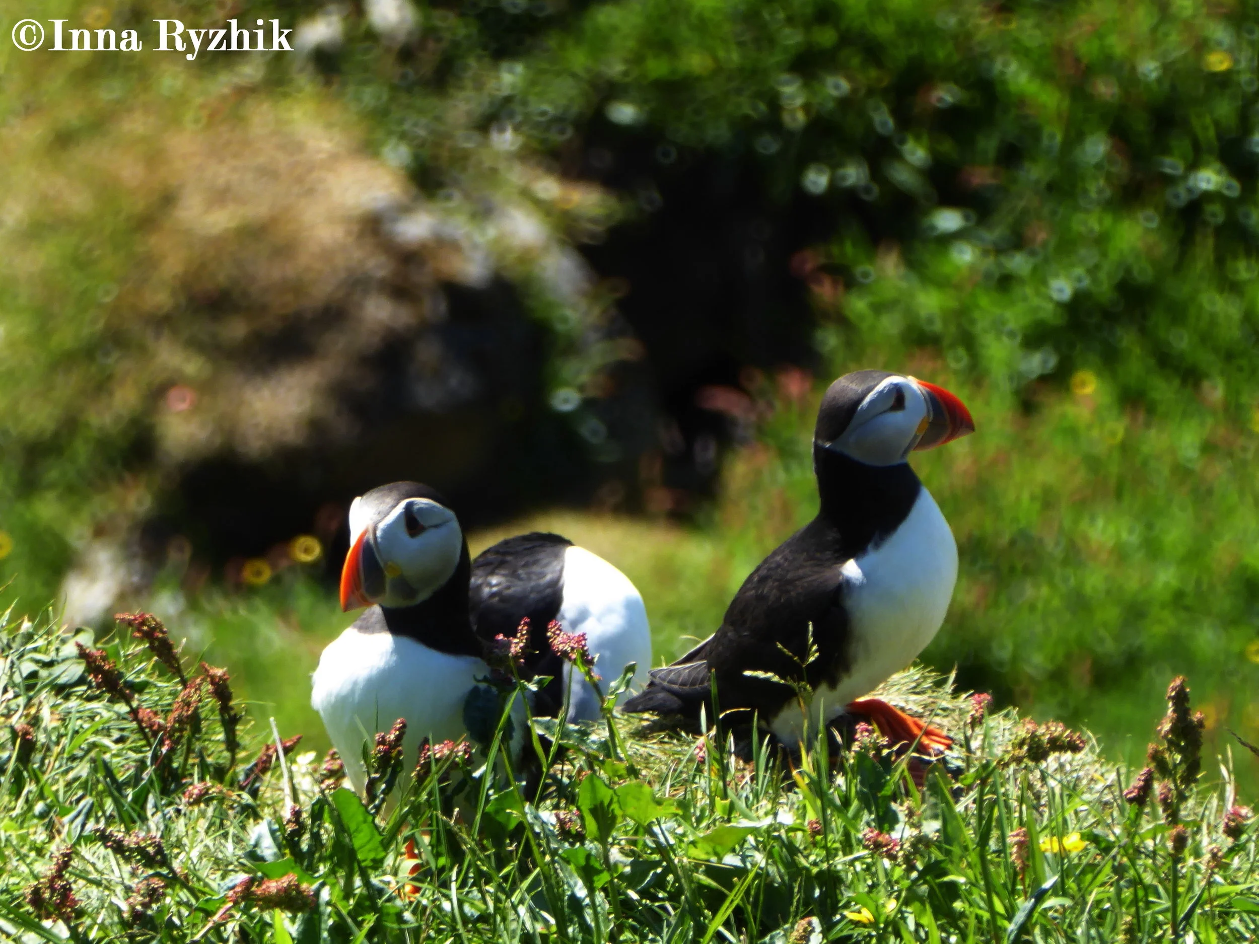 Puffins - Mykines