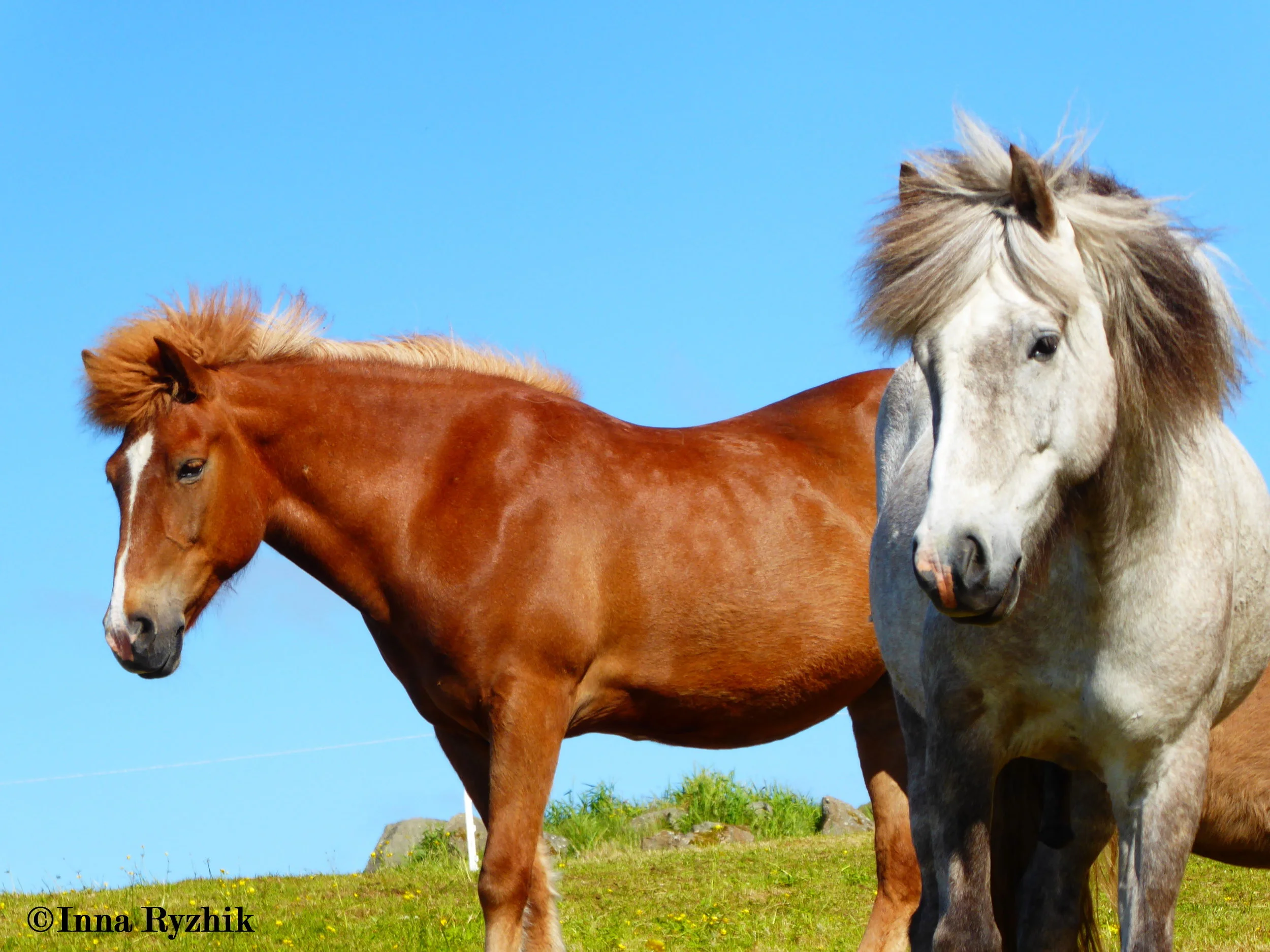 Faroese Horses