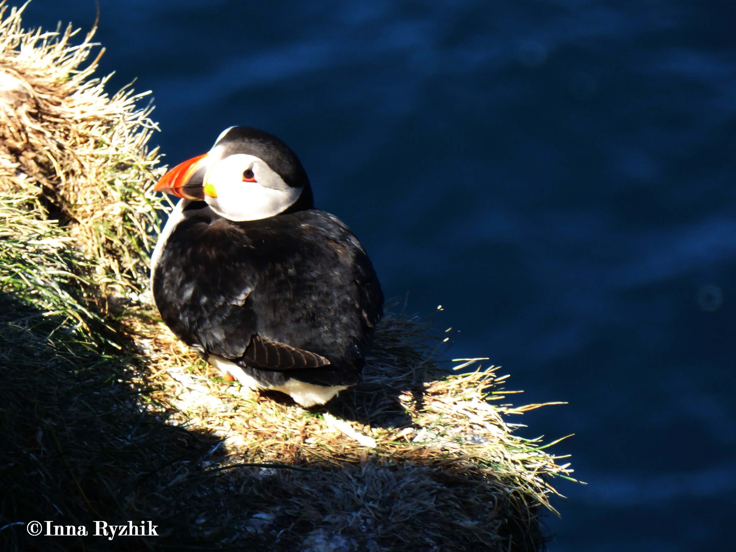 Sleepy Puffin