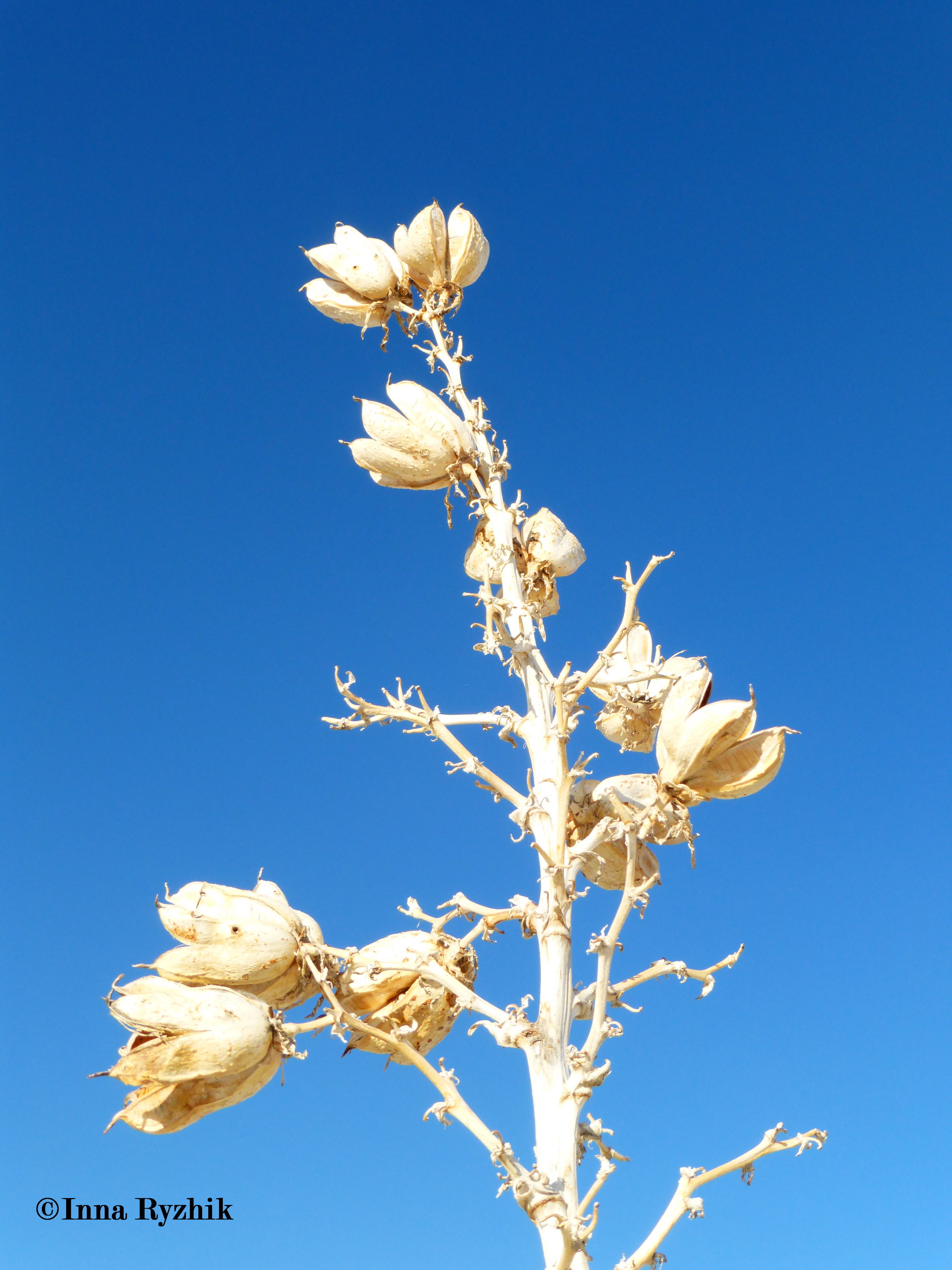 Yucca