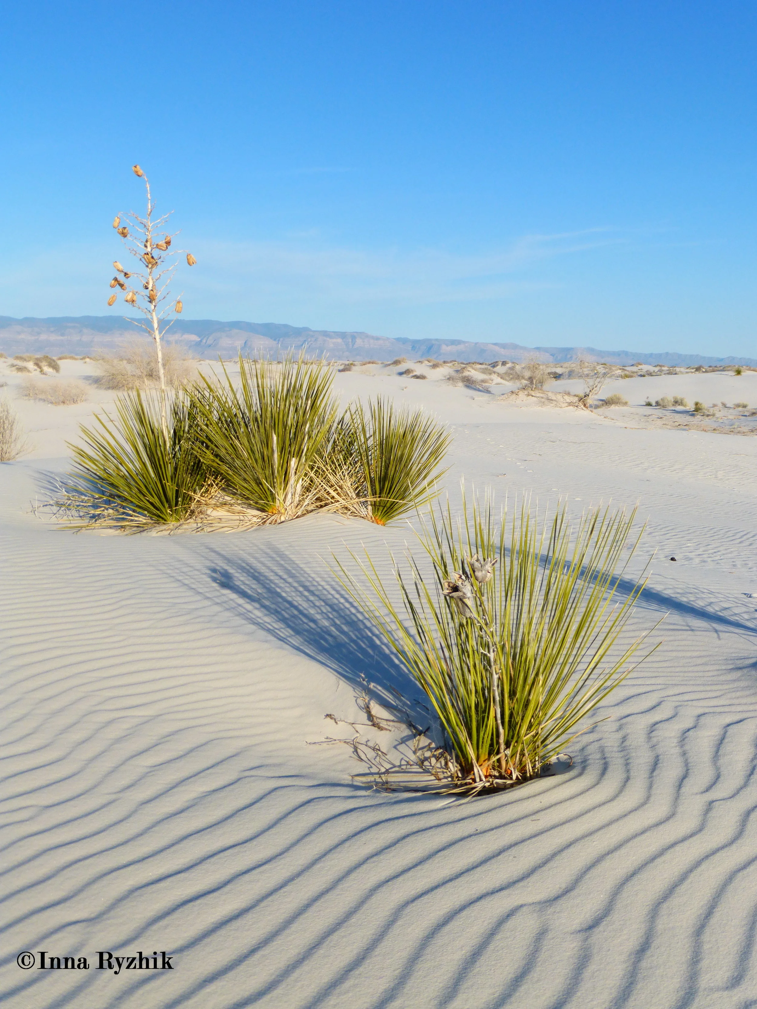Desert Life - White Sands National Monument