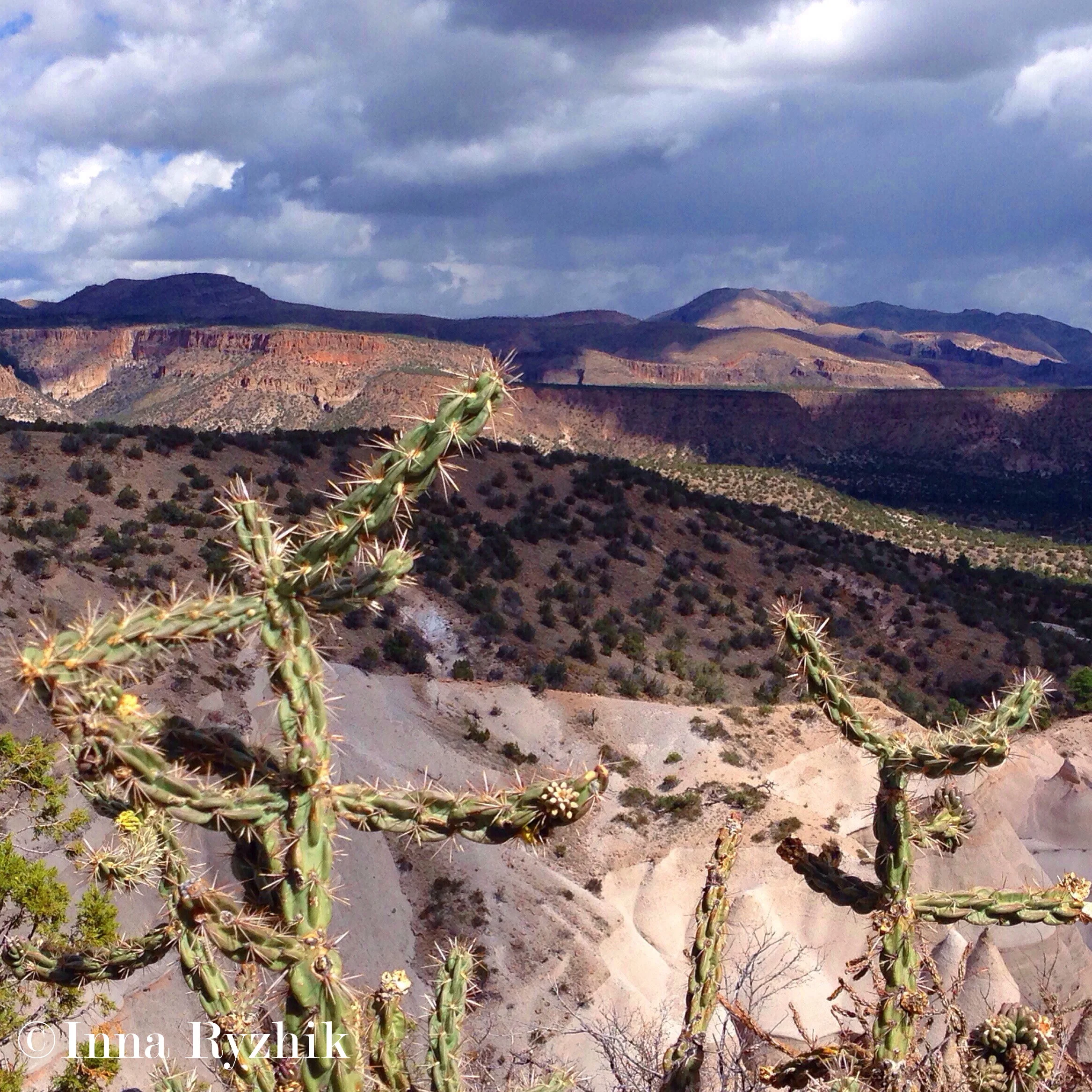 Cacti, Tent Rocks