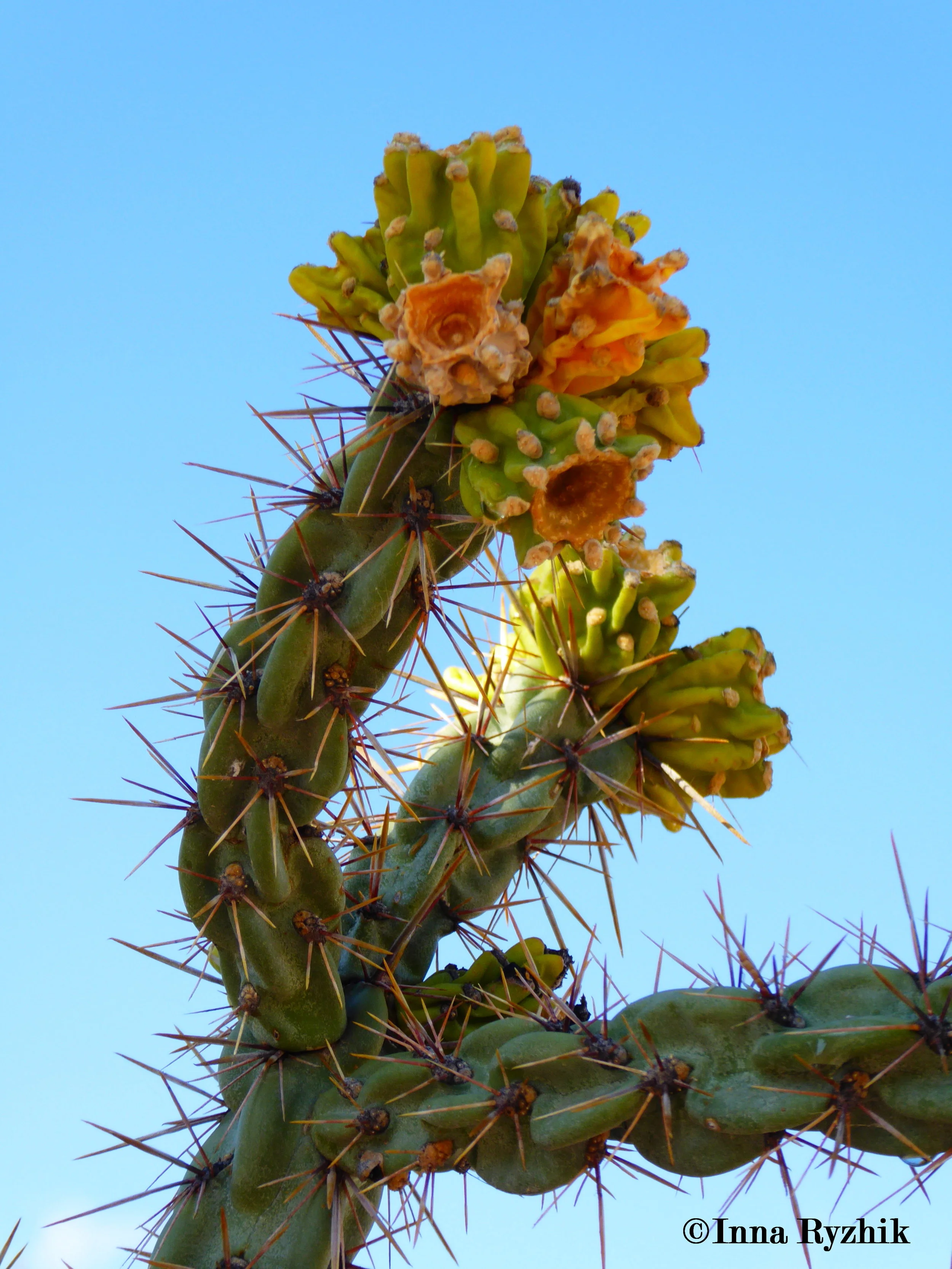 Cholla Cactus 