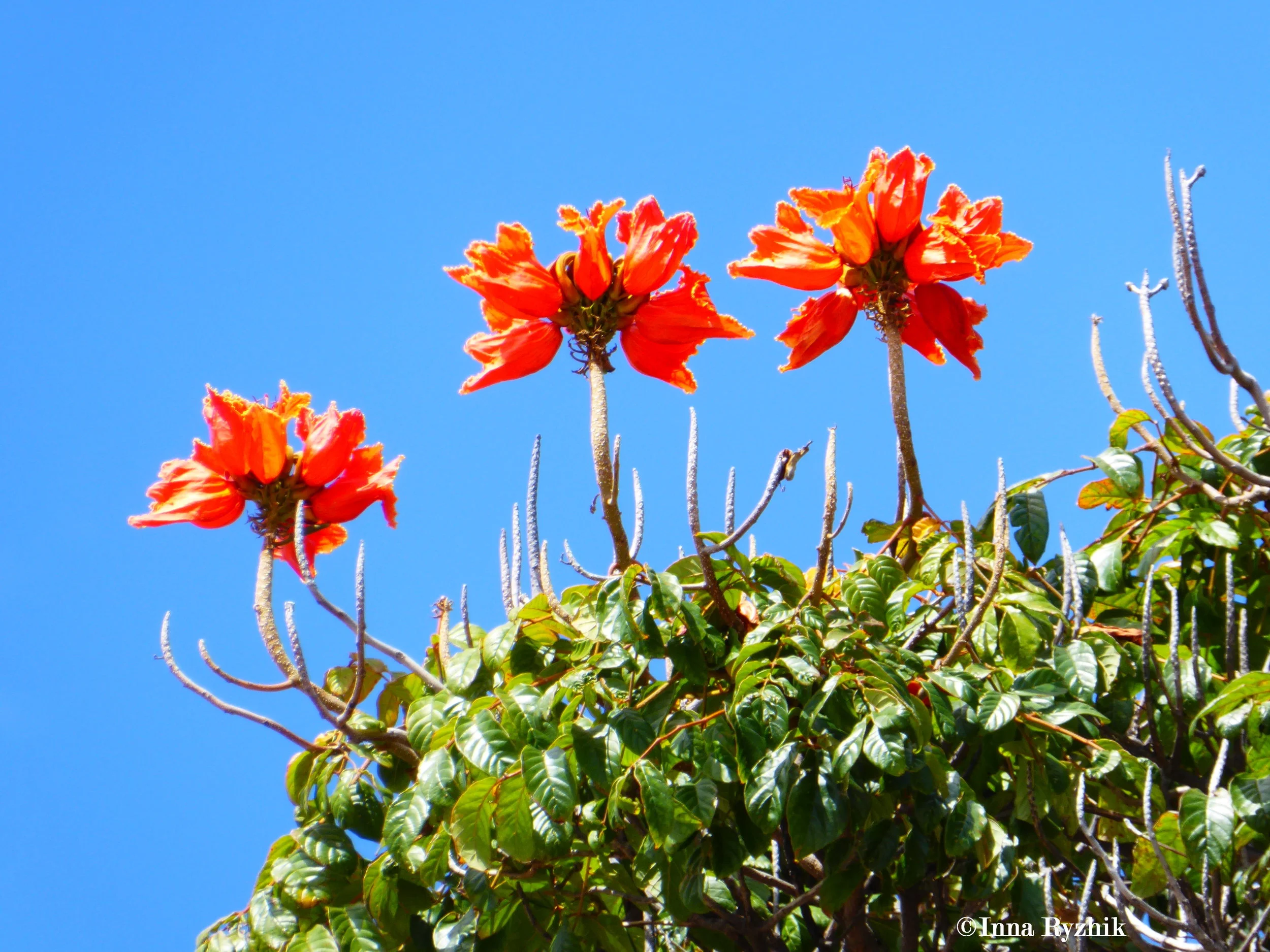 African Tulip Tree