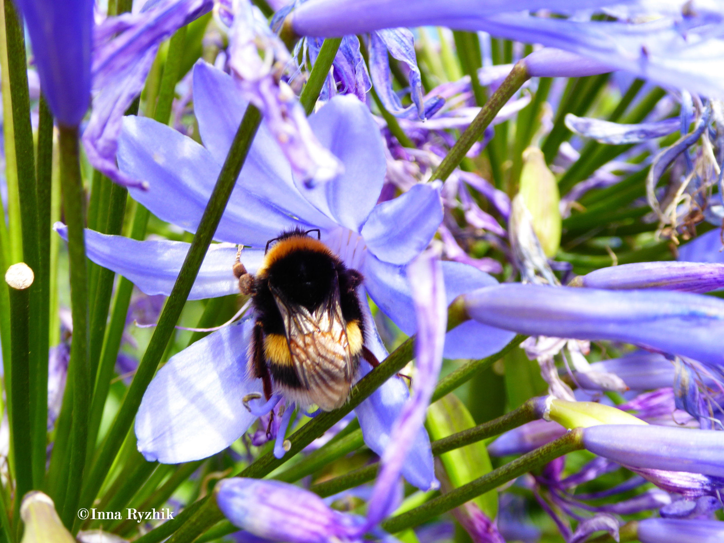 African Lily (Agapanthus Praecox) 