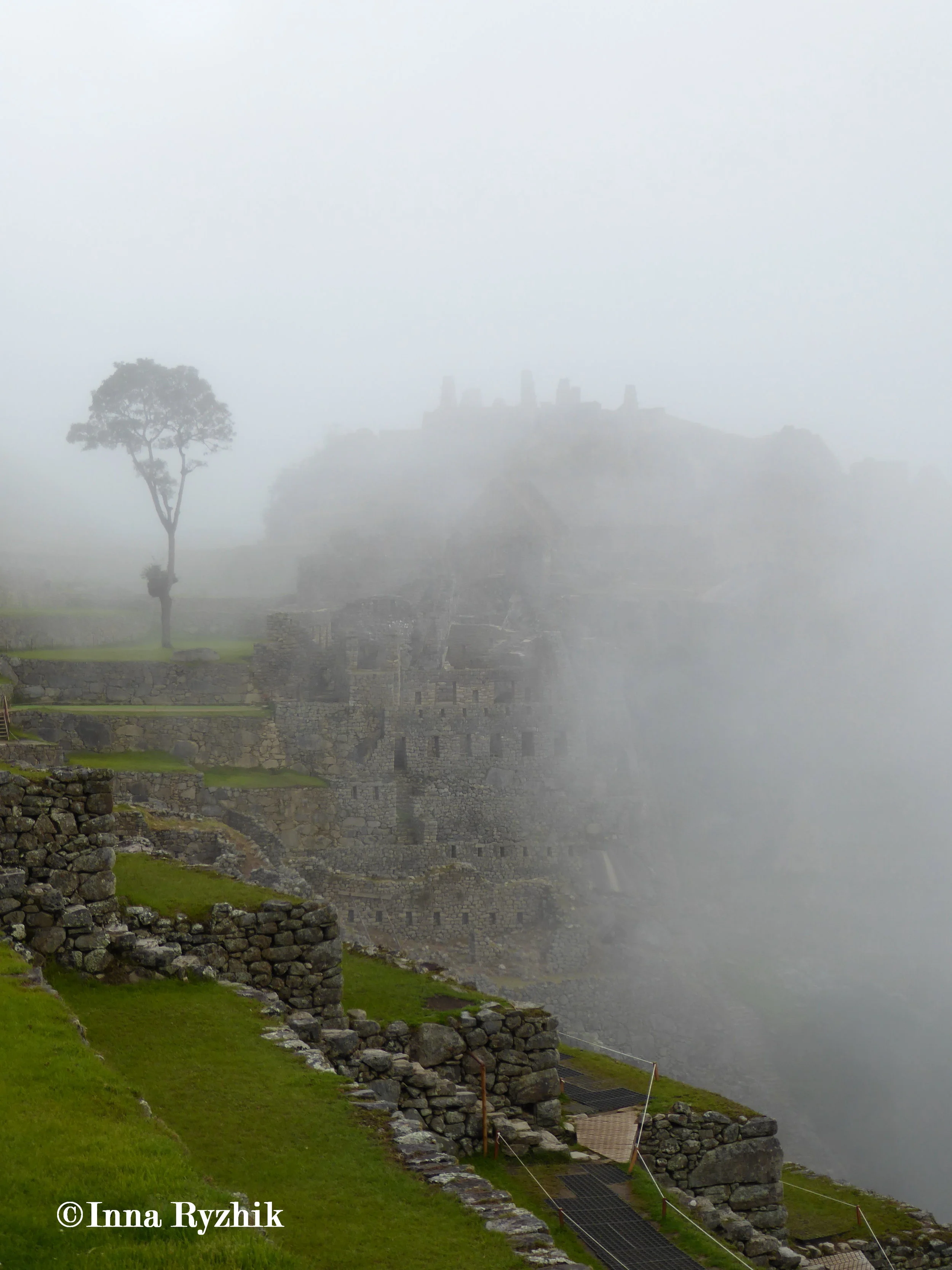 Árbol de la Esperanza / Tree of Hope - Machu Picchu