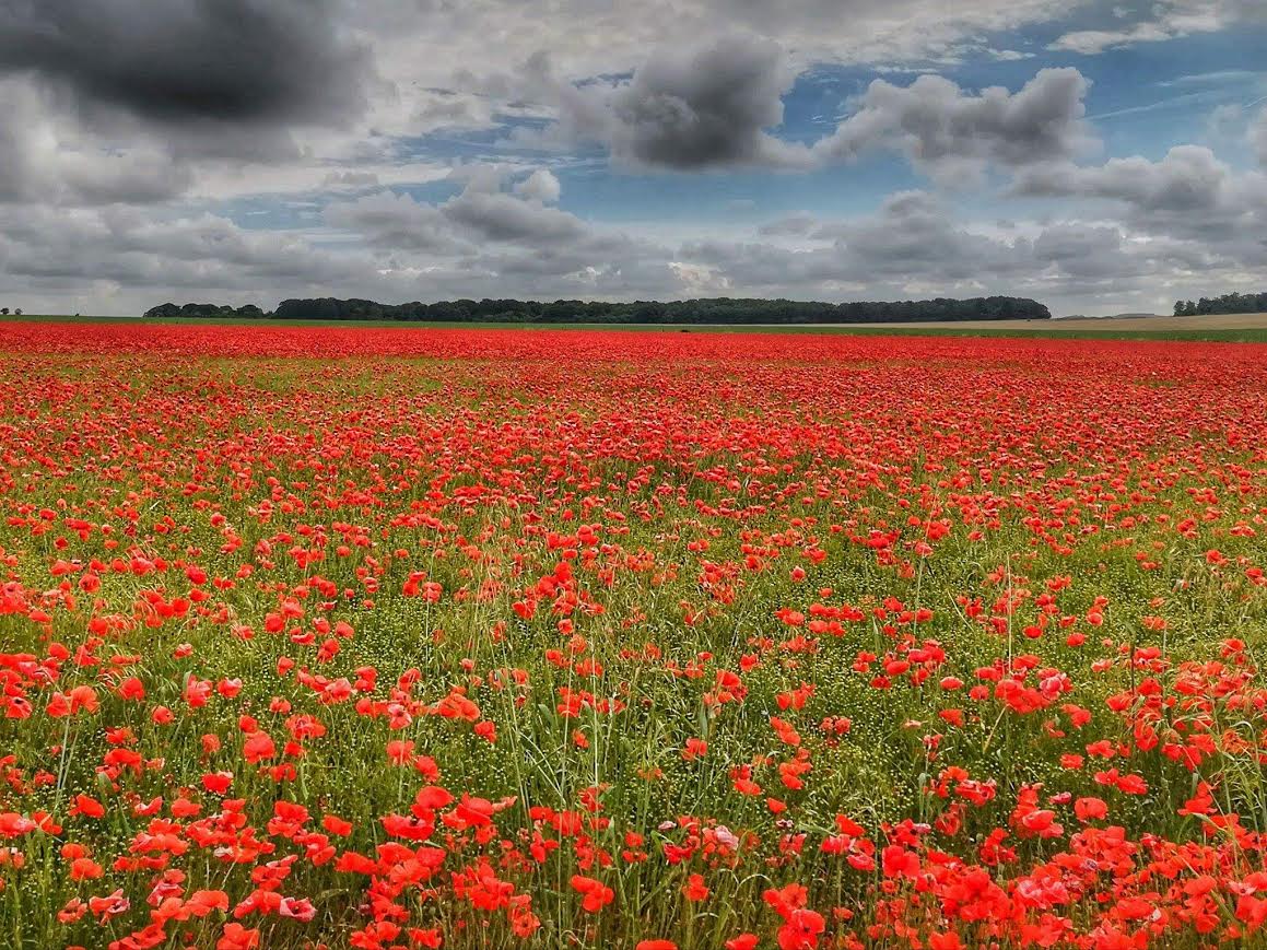 Wild Poppies! BREATHTAKING!!!