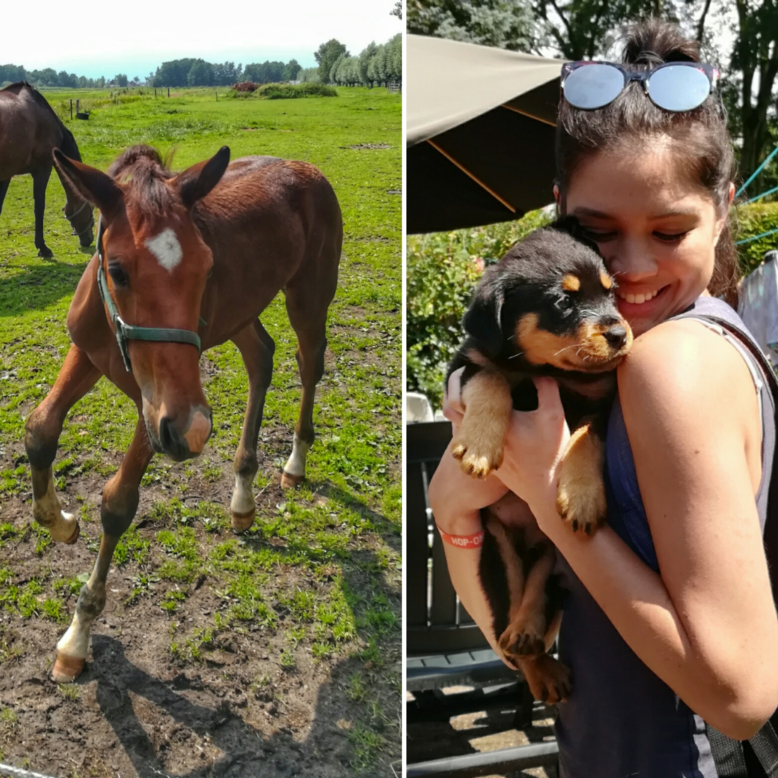 Can't forget about the local animals 