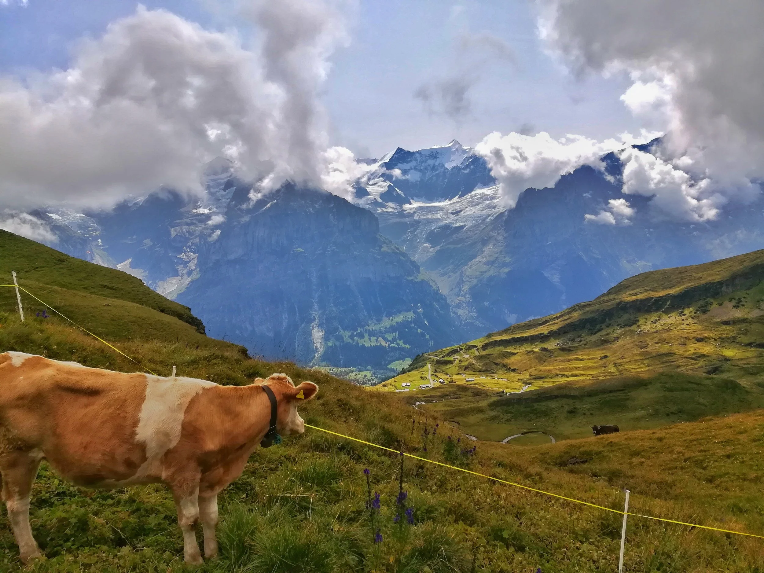 My new friend admiring the view with me