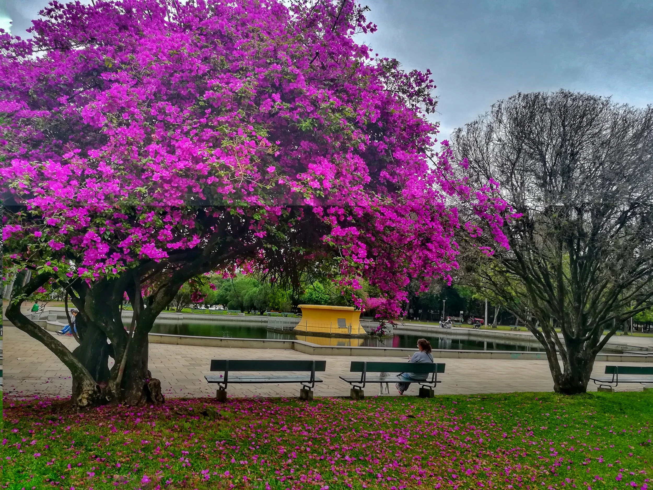 Loved this tree in the Porto Alegre gardens 