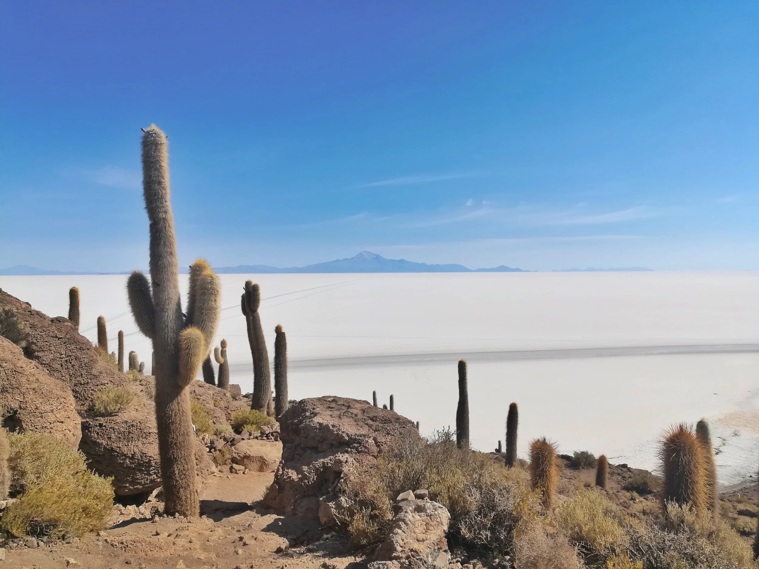 Random cactus island