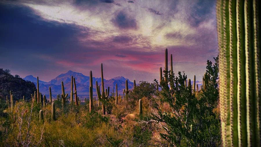 Saguaro National Park 