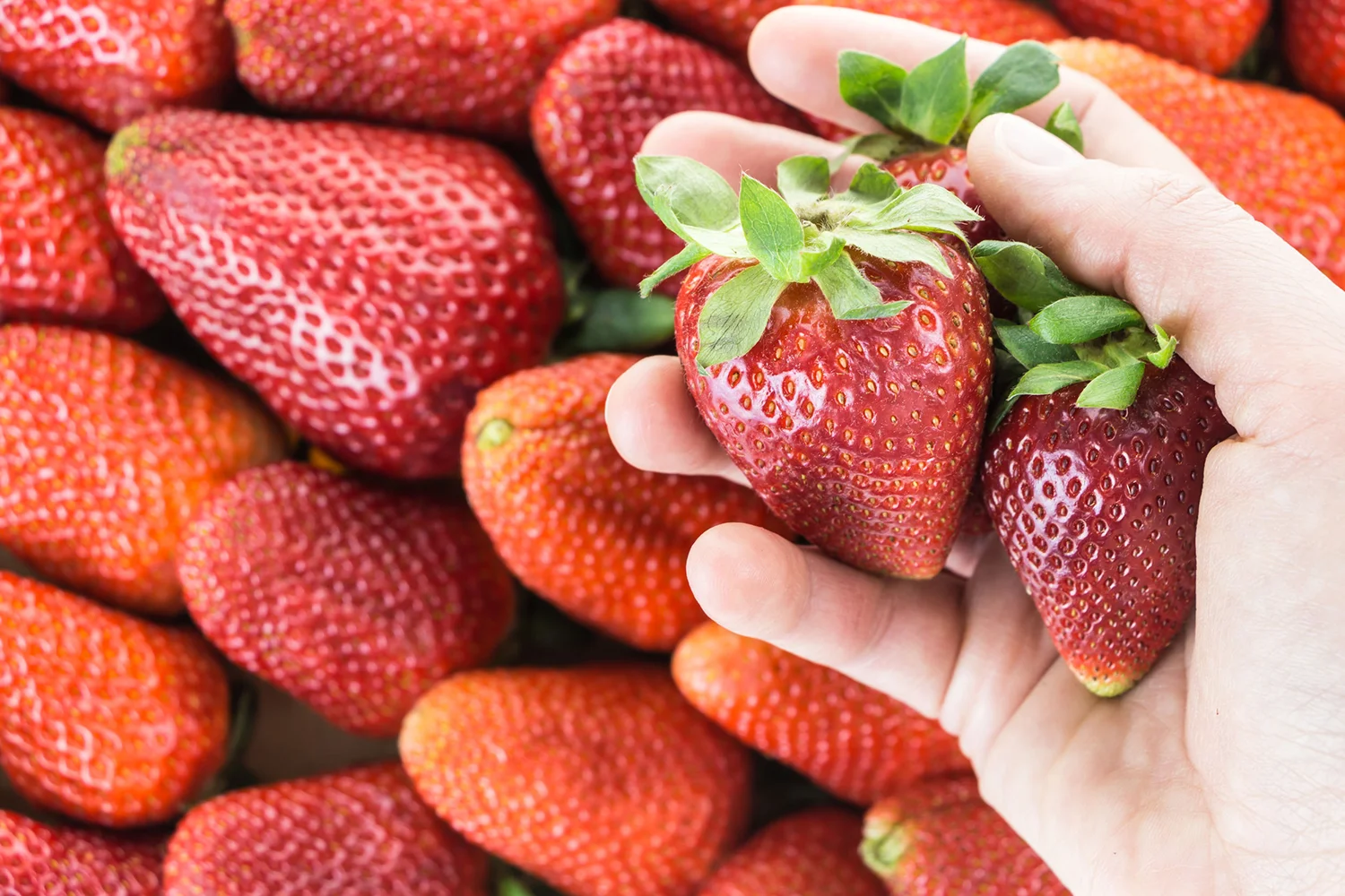 Cumberland & Falmouth Farmers Market