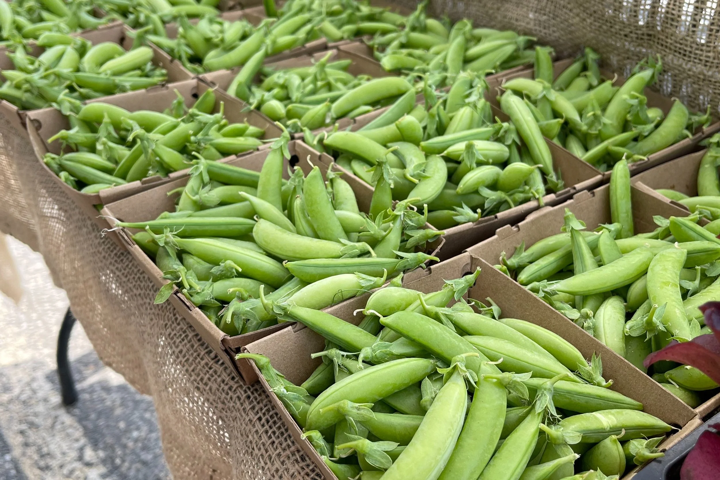 About — Cumberland & Falmouth Farmers Market