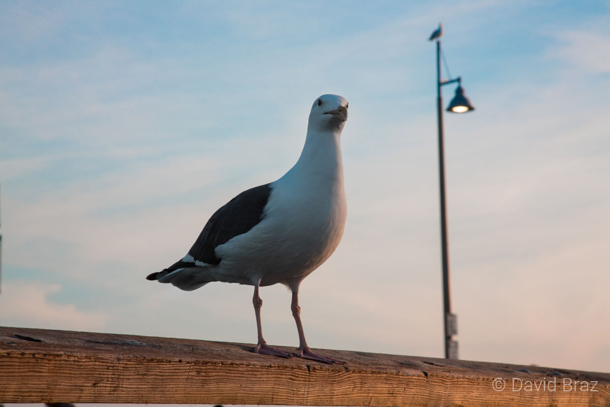  Venice Beach, LA 