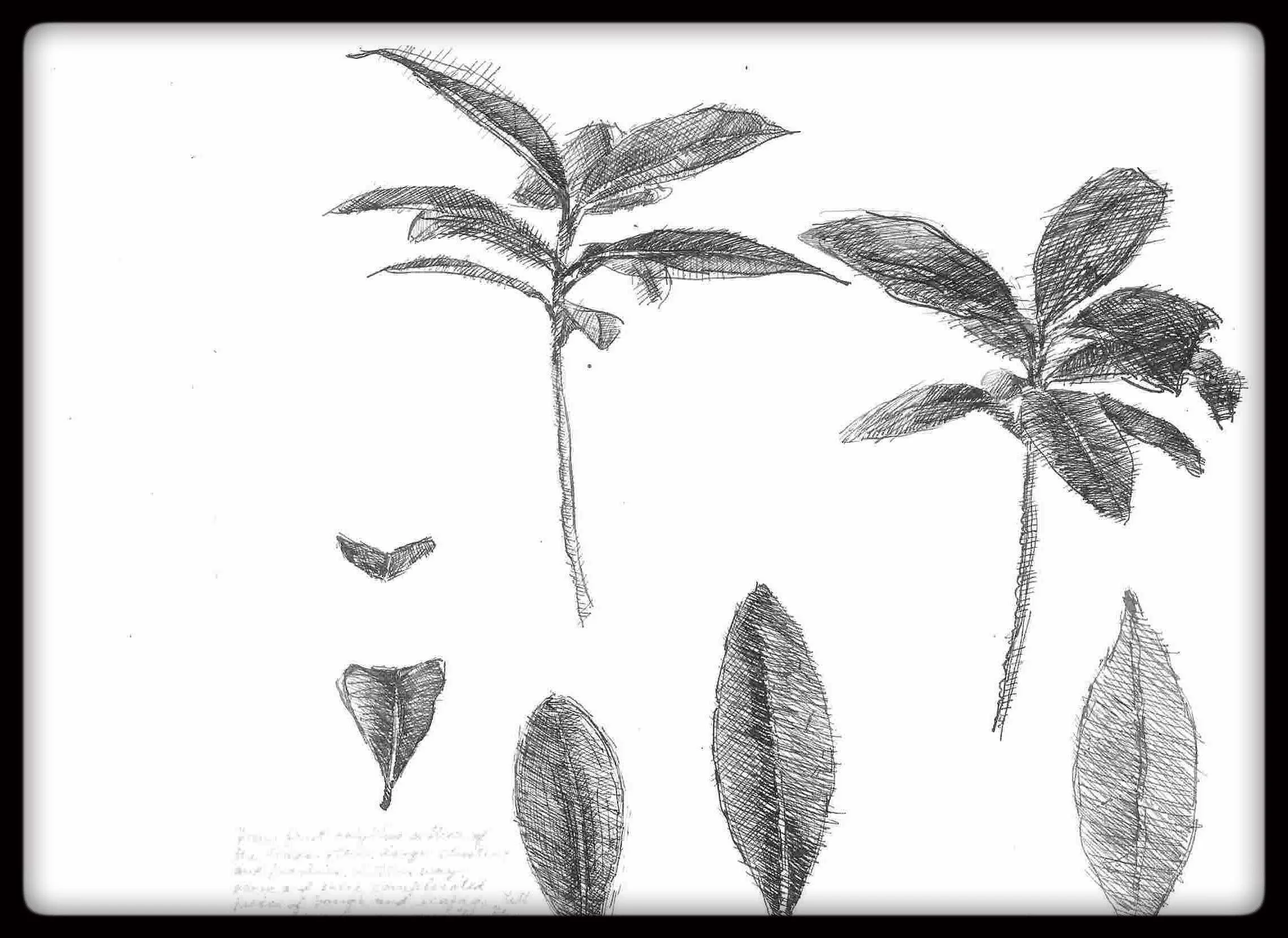  RUSKIN DRAWING EXERCISE 2005 