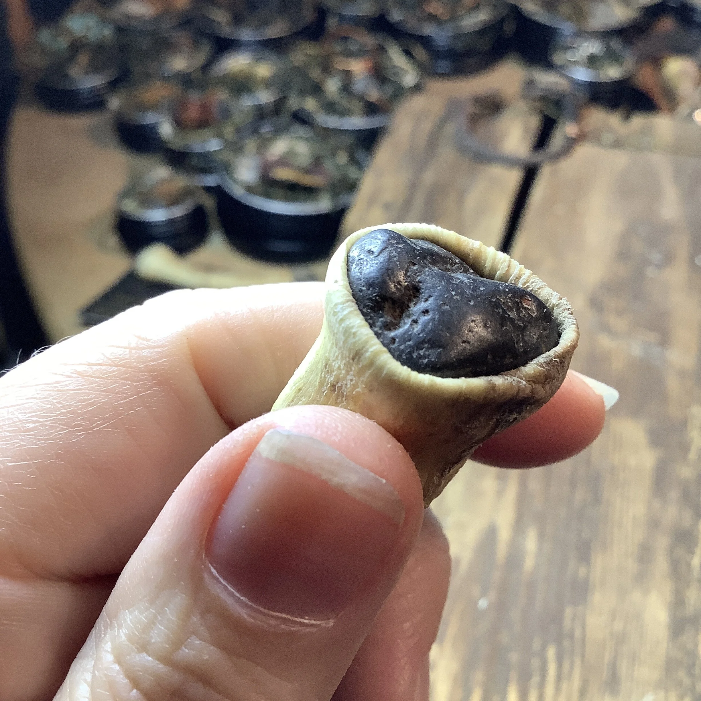 C5B37B5F-1A13-4687-91B0-B5F32A618942