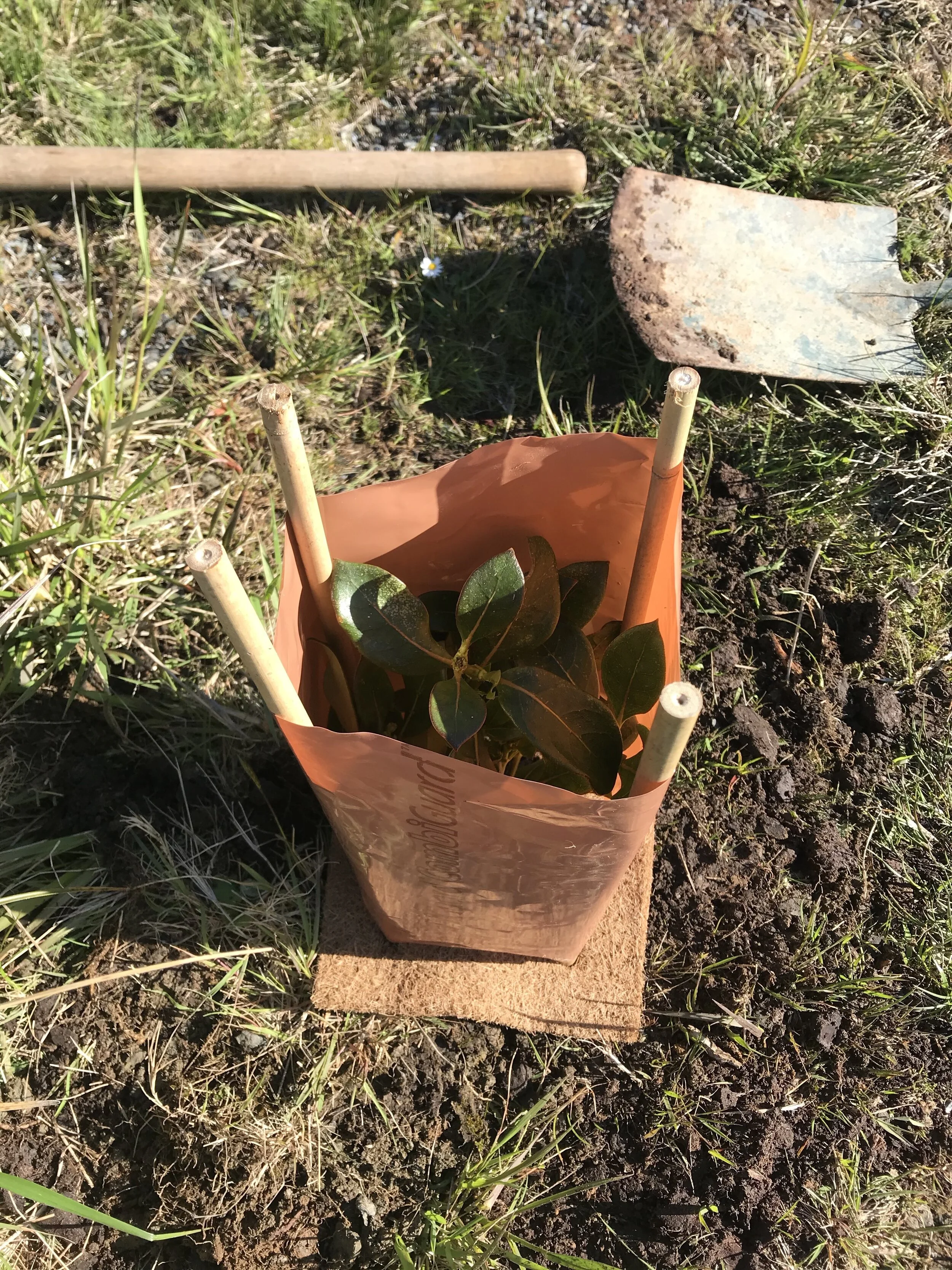 The base is biodegradable and protectors can be reused. With out them these plants get eaten quick.