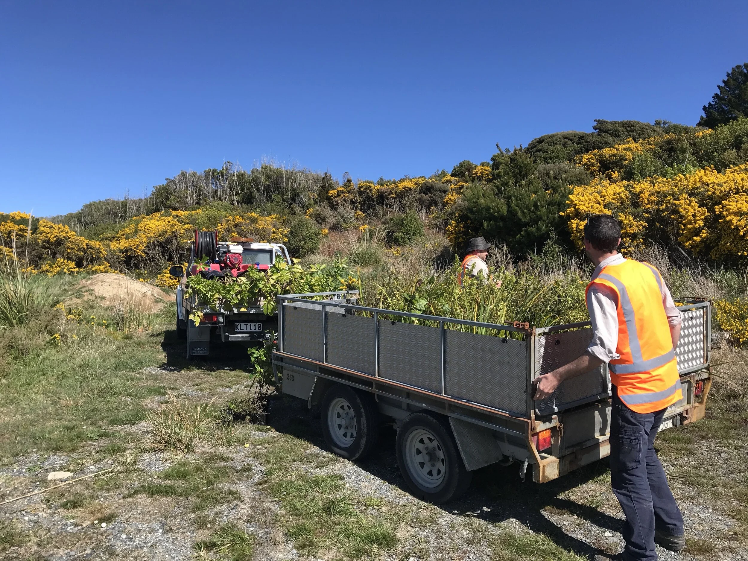 Bluff Planting By Southland Mountain Bike Club