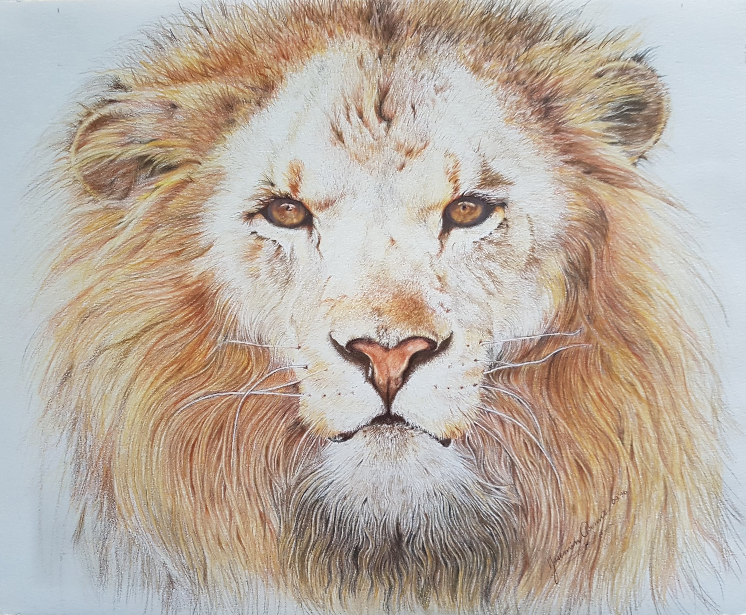 "Leo", 12 x 15", NFS (not for sale), Coloured Pencils on Paper