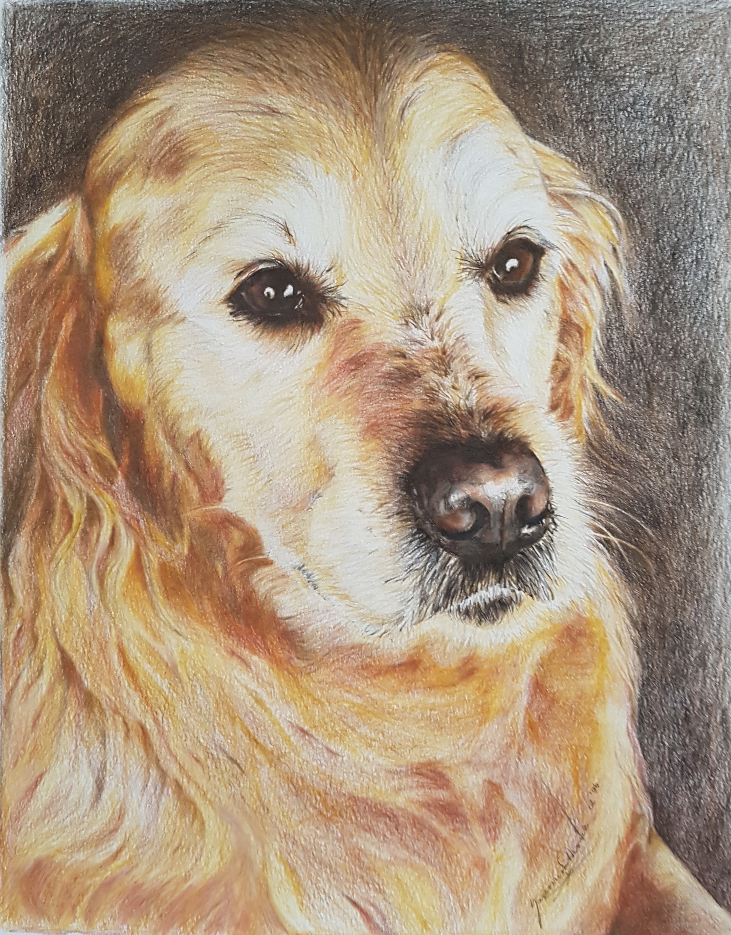 "Golden", 12 x 15", Coloured Pencil on Paper, $325