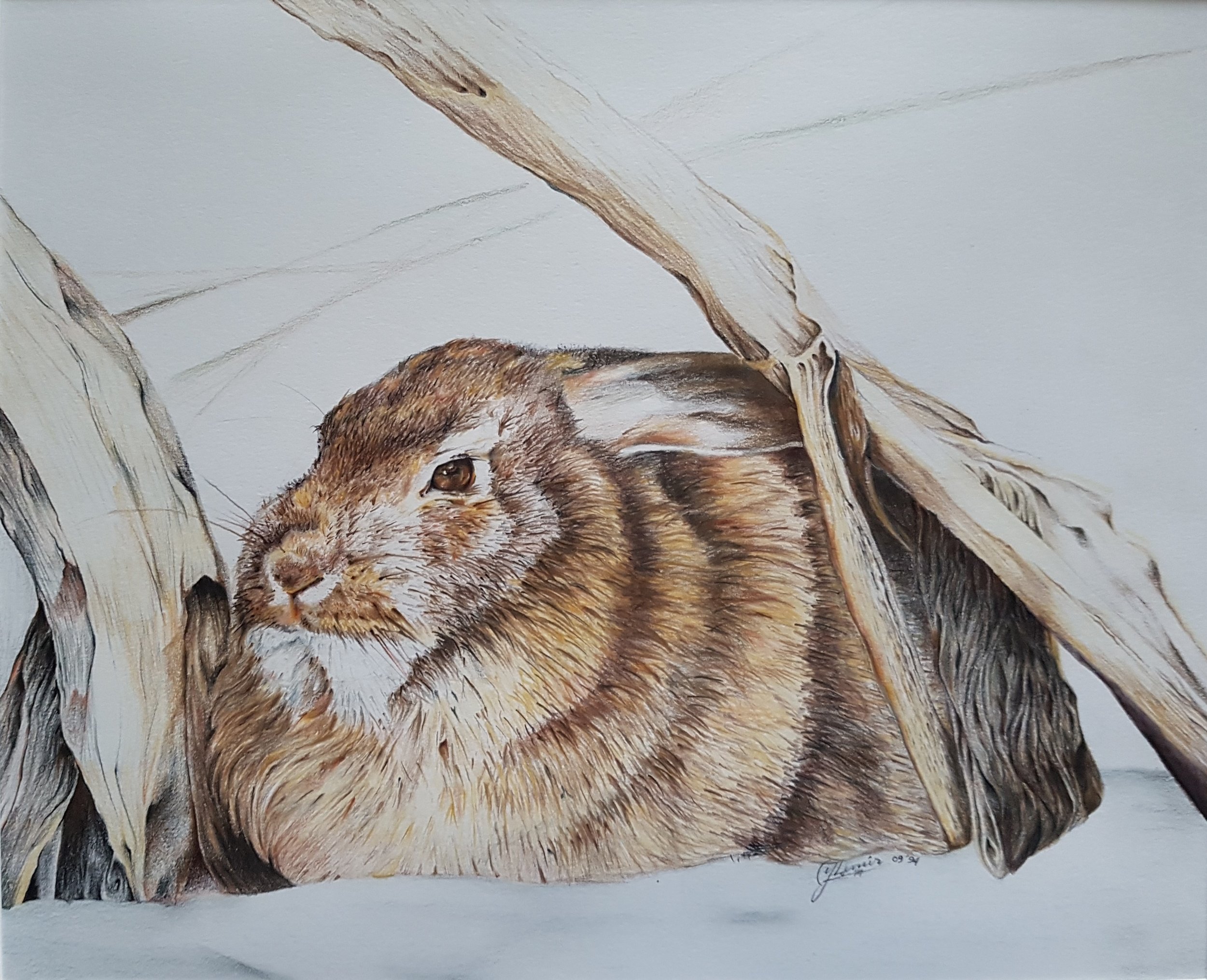 Rabbit, 13 x 16", $275