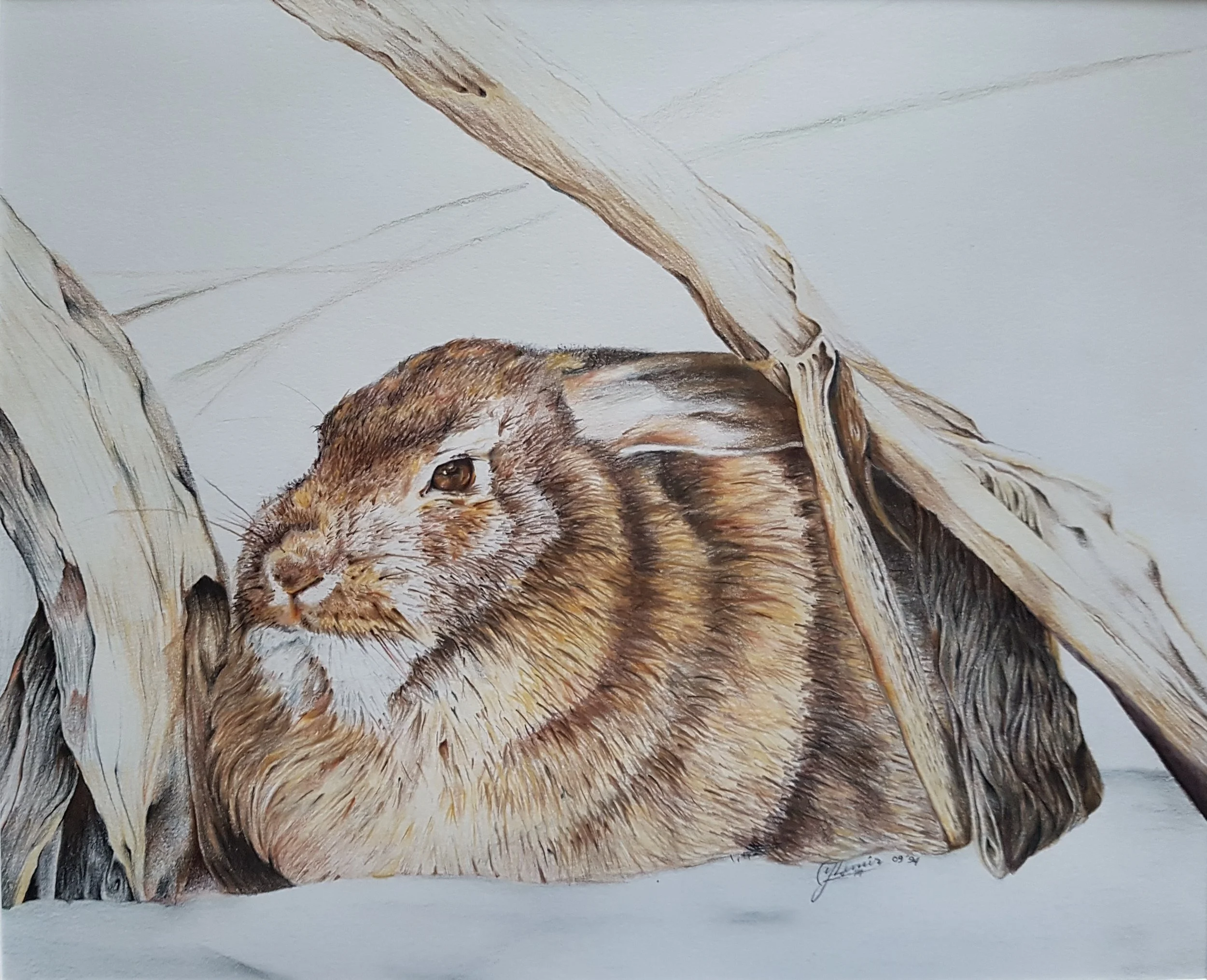 Rabbit, 13 x 16", $500