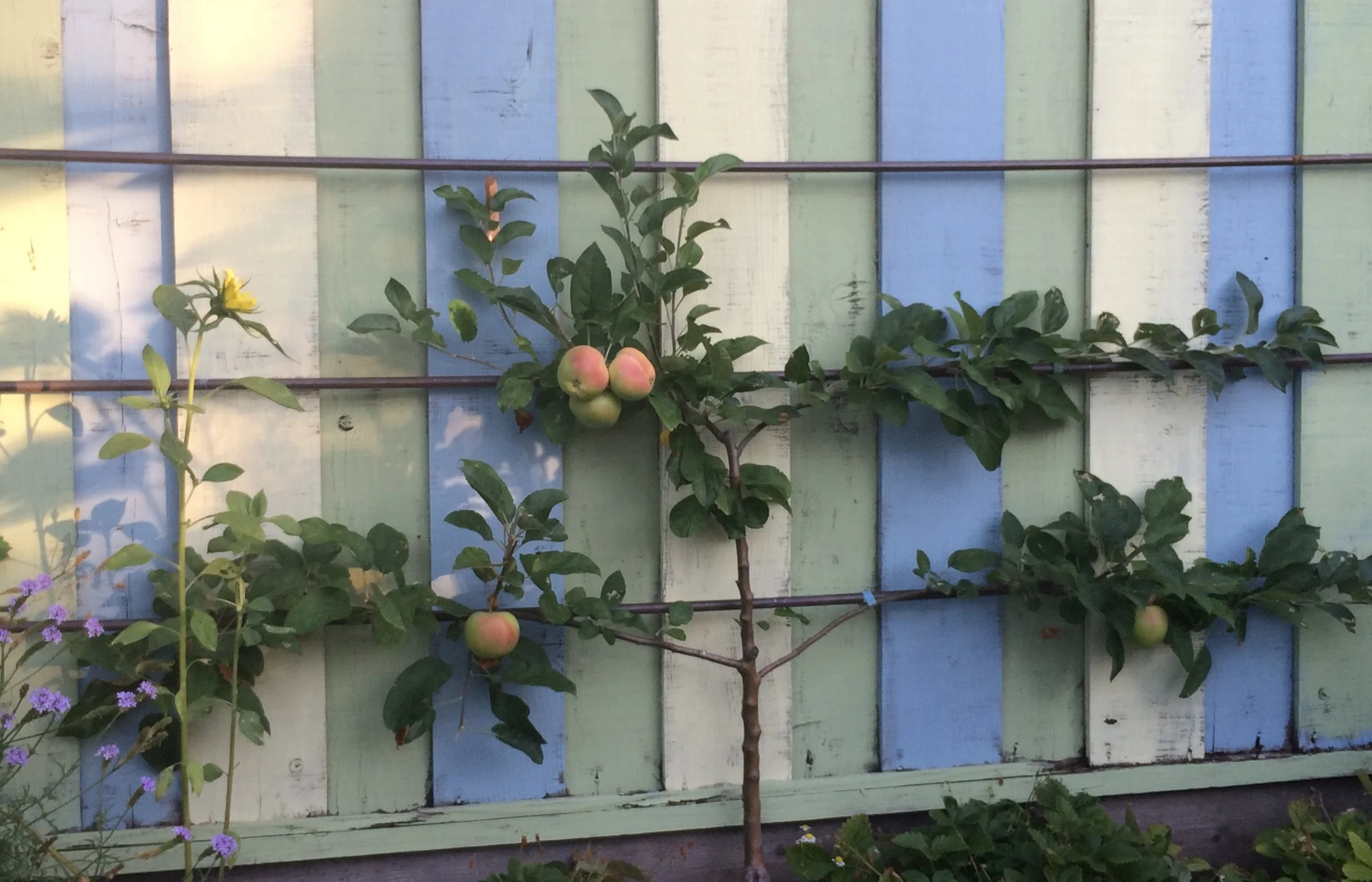 Edible Landscape - Espaliered Apple Tree 
