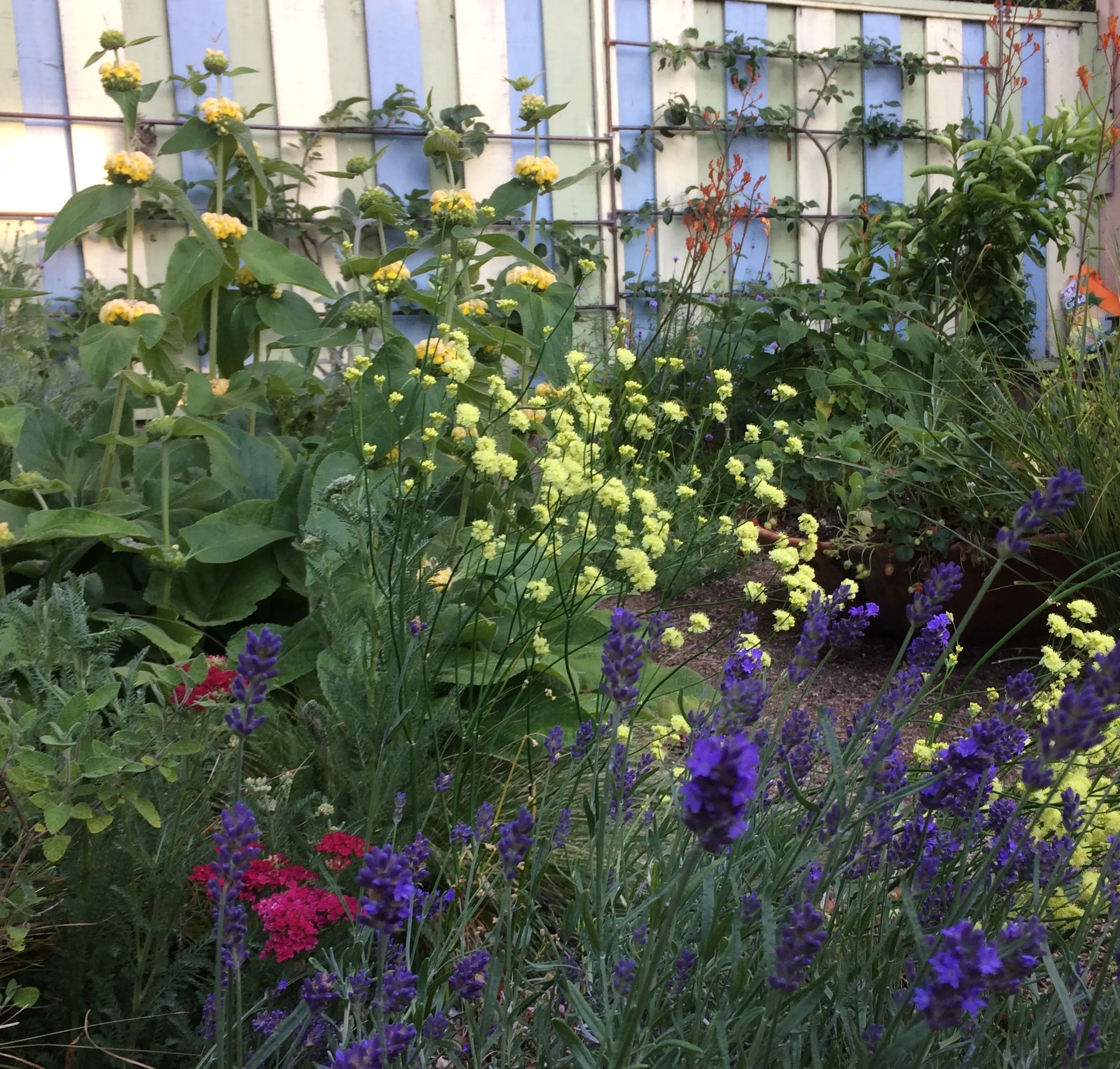 East Bay Drought Tolerant Cottage Garden