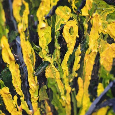 Mark_SunsetatManlyheadland_closeup_19.JPEG
