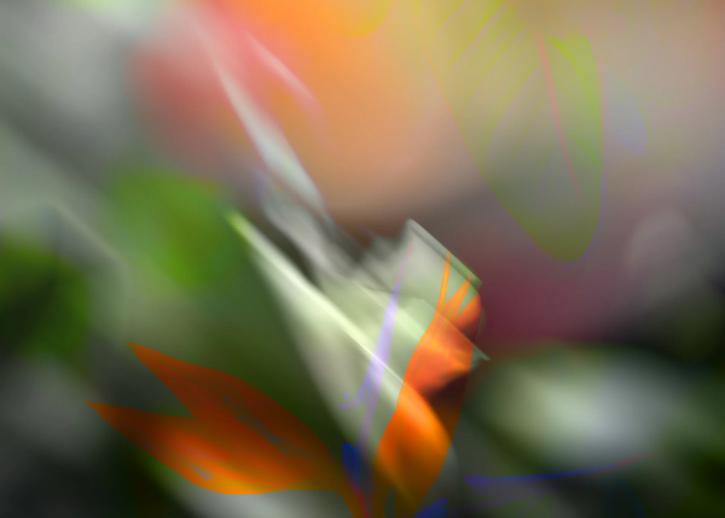 Nanda Nasser_Birds of Paradise - Versatility_ 41x30cm_Layered Photography on Cotton Paper_Framed with art glass_$620.jpg