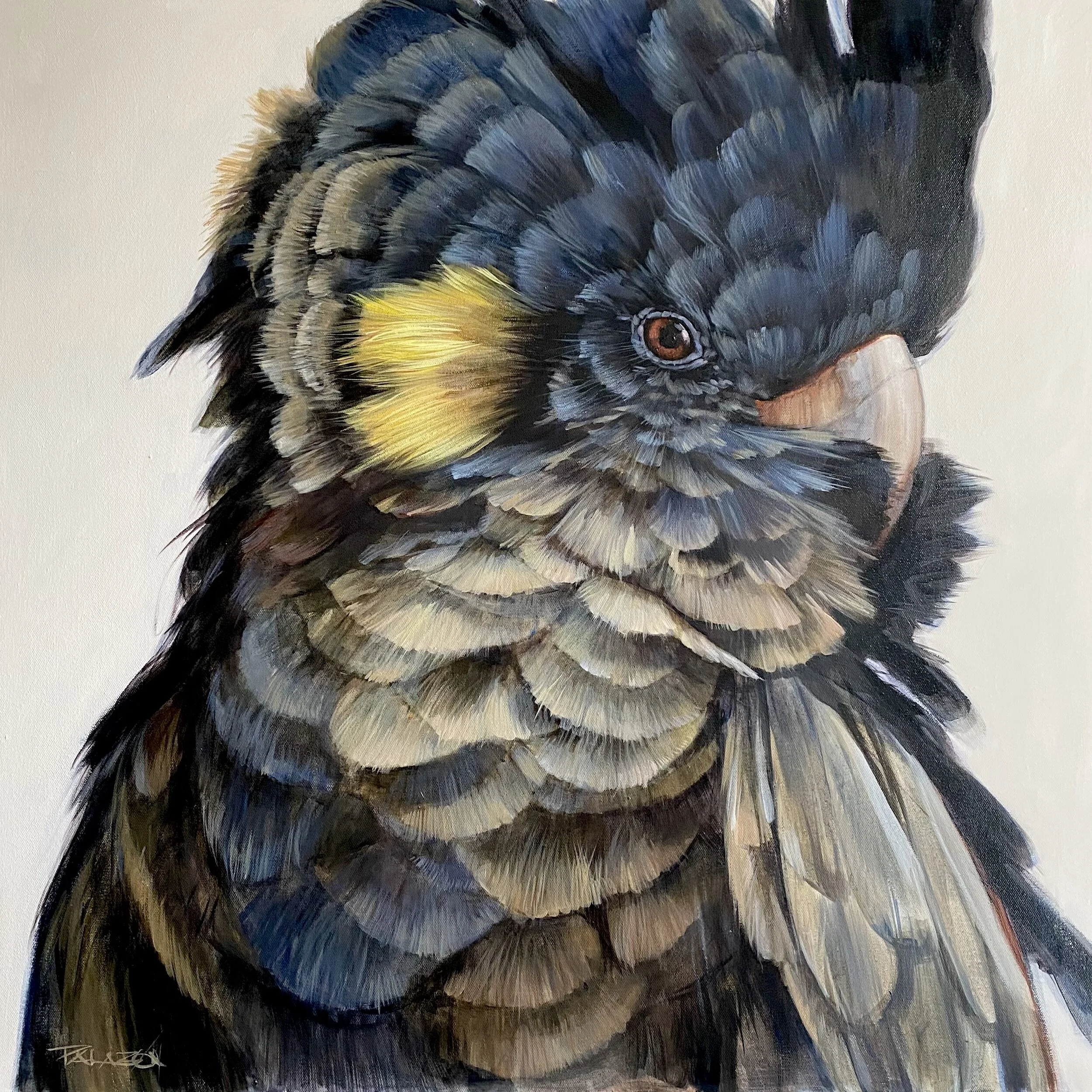 Larrikin with midnight plumage.76 x76 cm.Acrylic on canvas.Framed.$2200.jpg