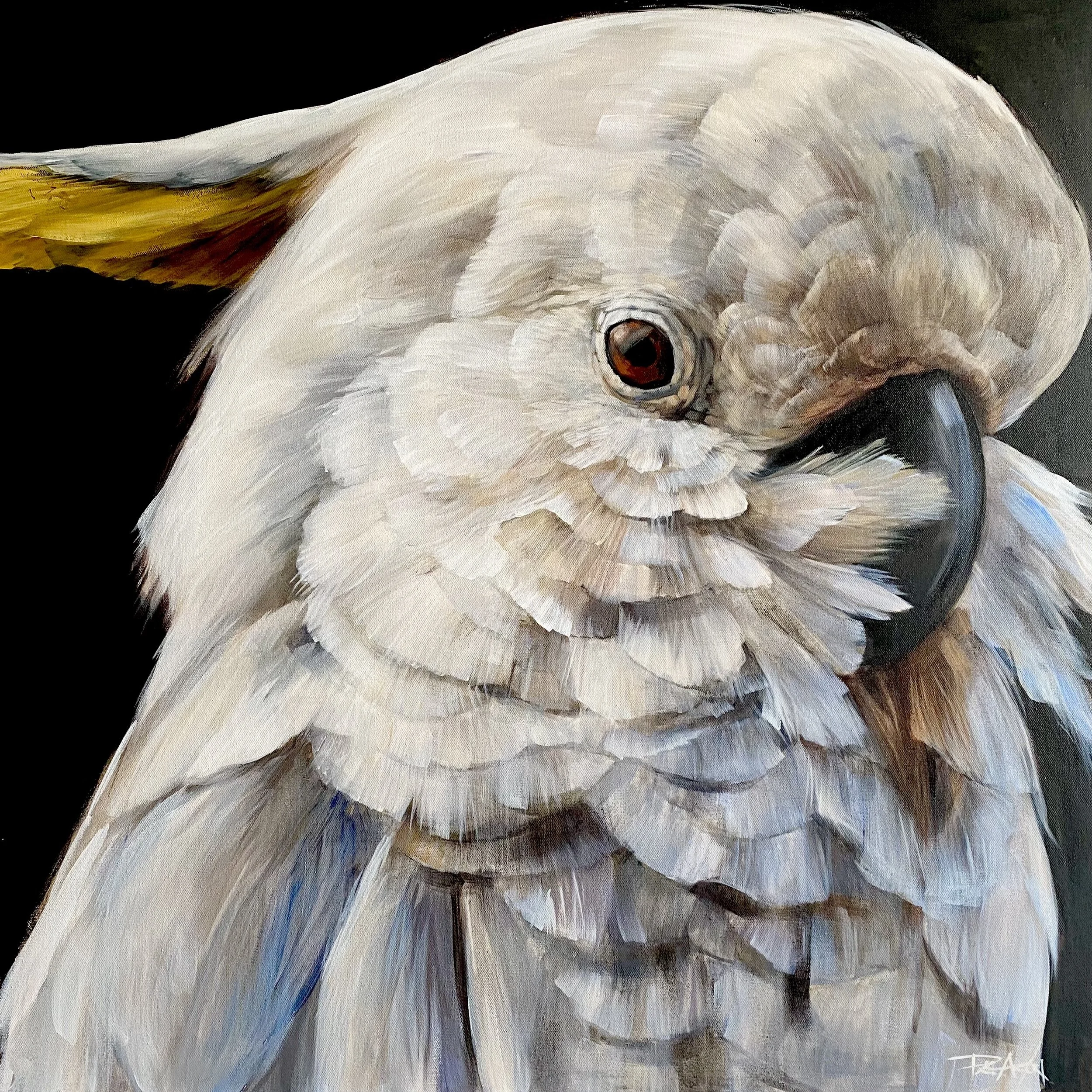 White Rogue 76 x 76 cm .Acrylic on canvas.Framed.$2200.jpg