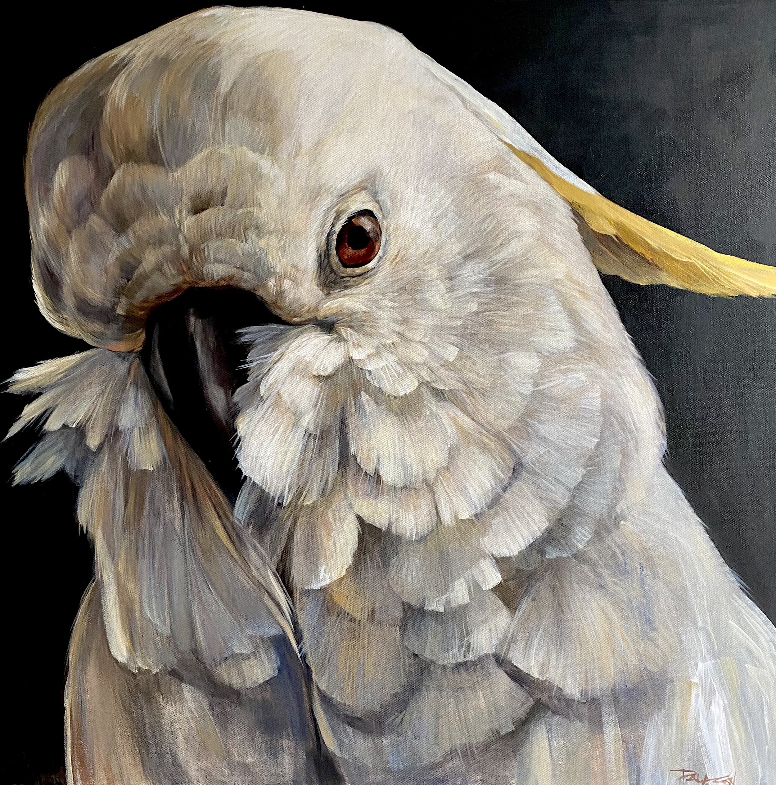 Sulphur-crested ruffian.76x76cm.Acrylic on canvas.Framed.$2200.jpg