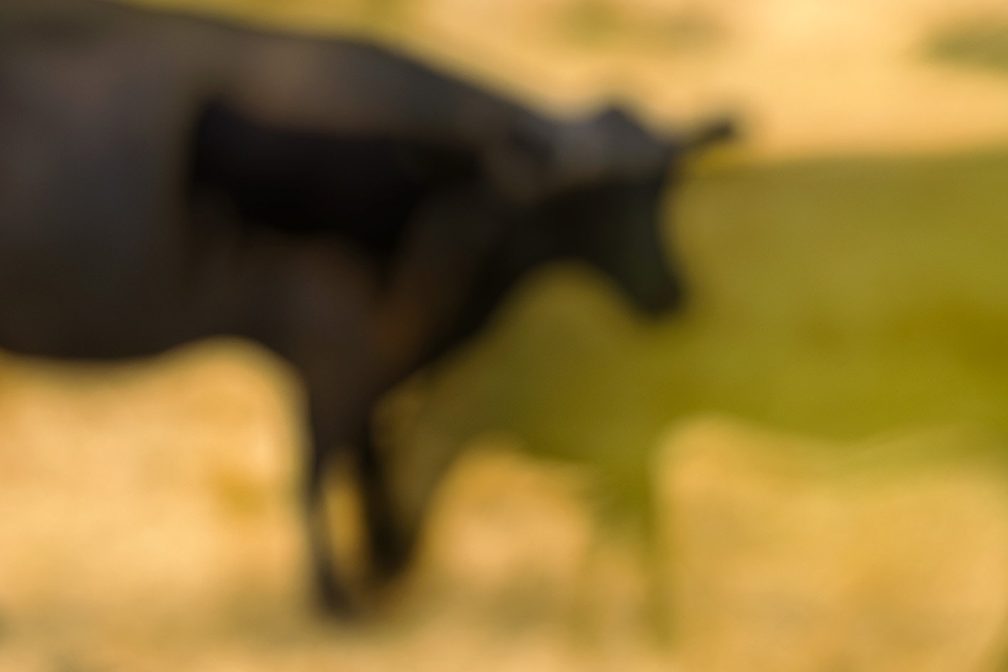 Detail_NandaNasser_Bringing forth creatures from the land I.jpg