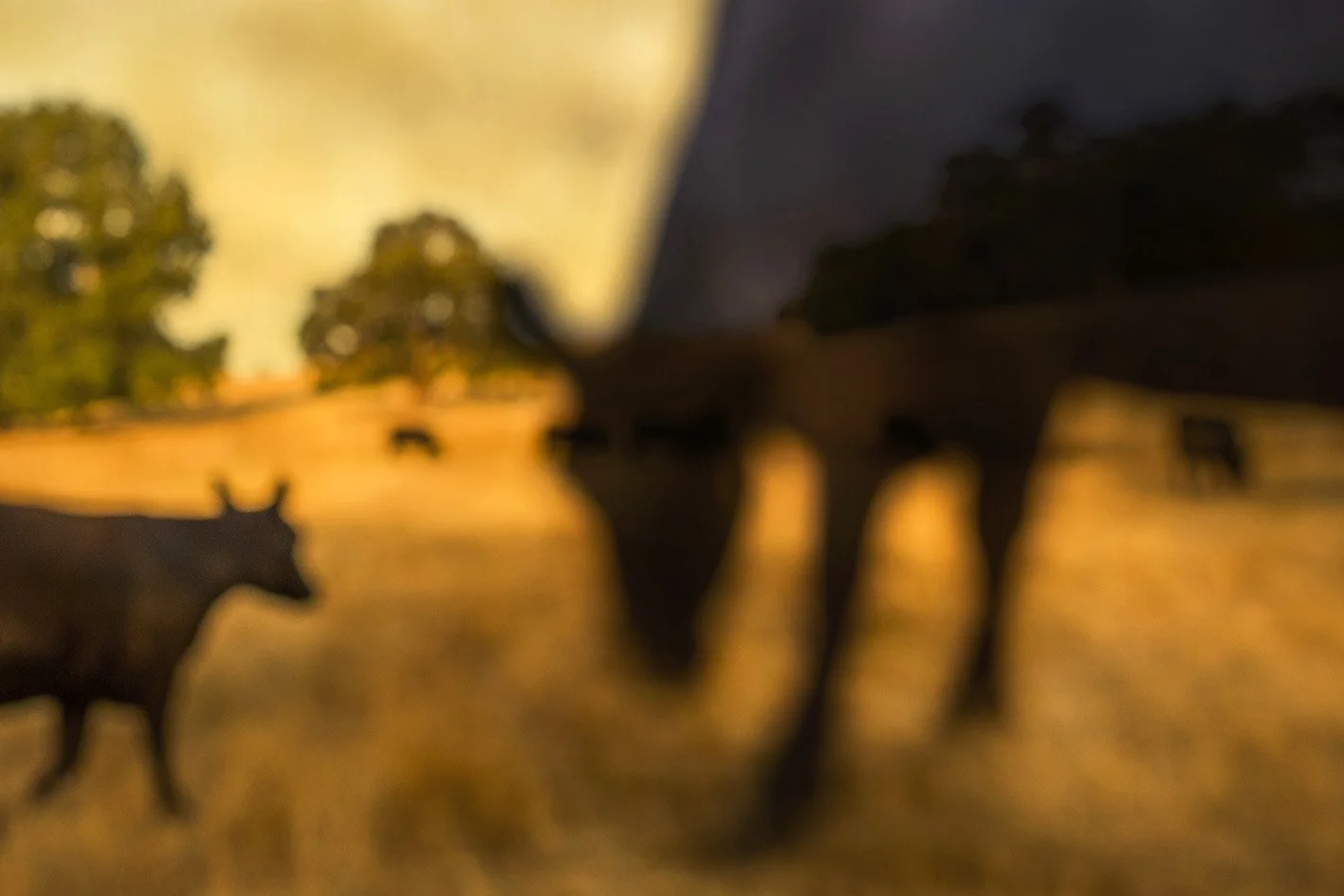 Detail_NandaNasser_Bringing forth creatures from the land II.jpg