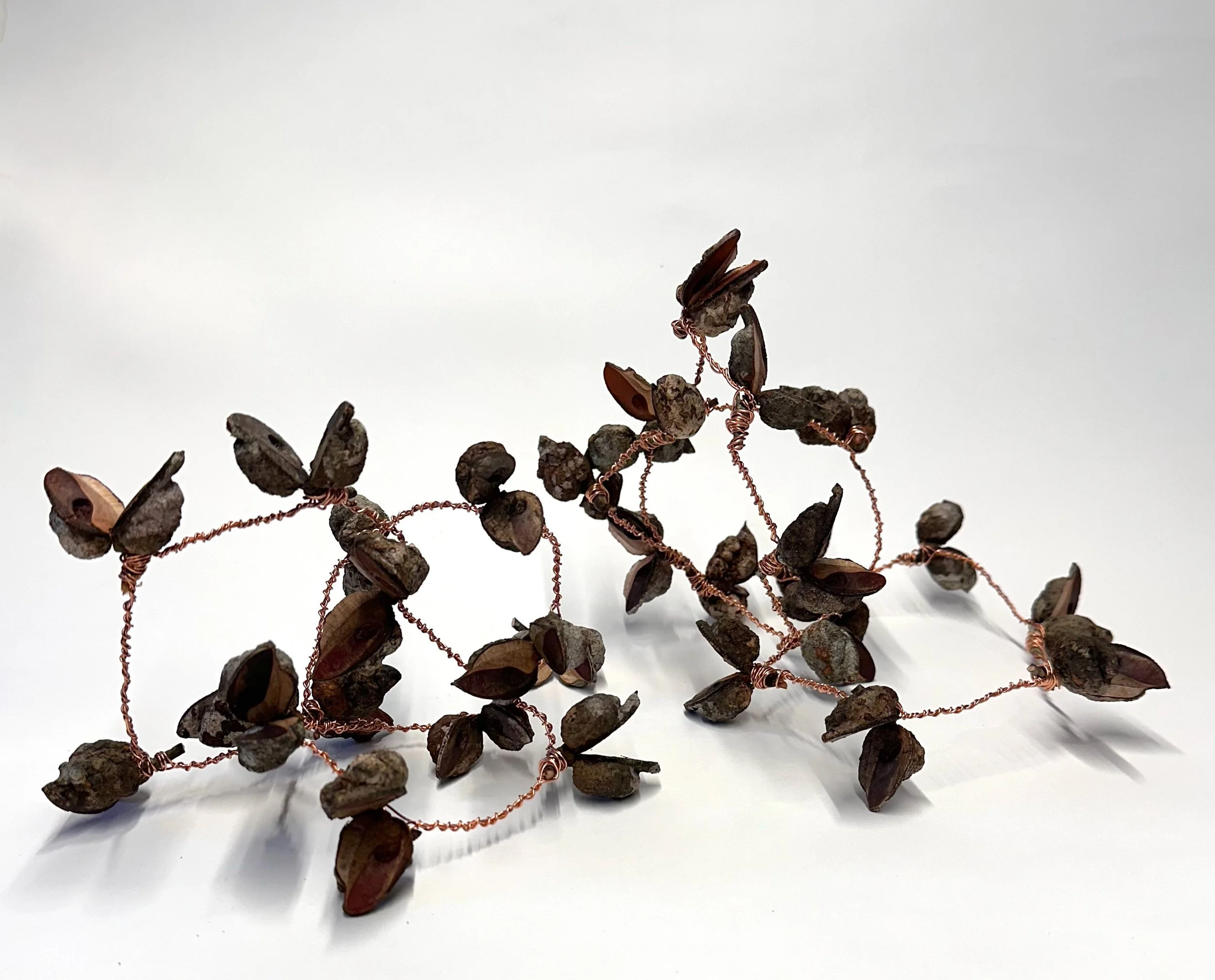 Marie Schlederer_AbundanceI&II_Hairy Hakea-needlebrush seedpodswrapped withCopperwire_$120_$180.JPEG