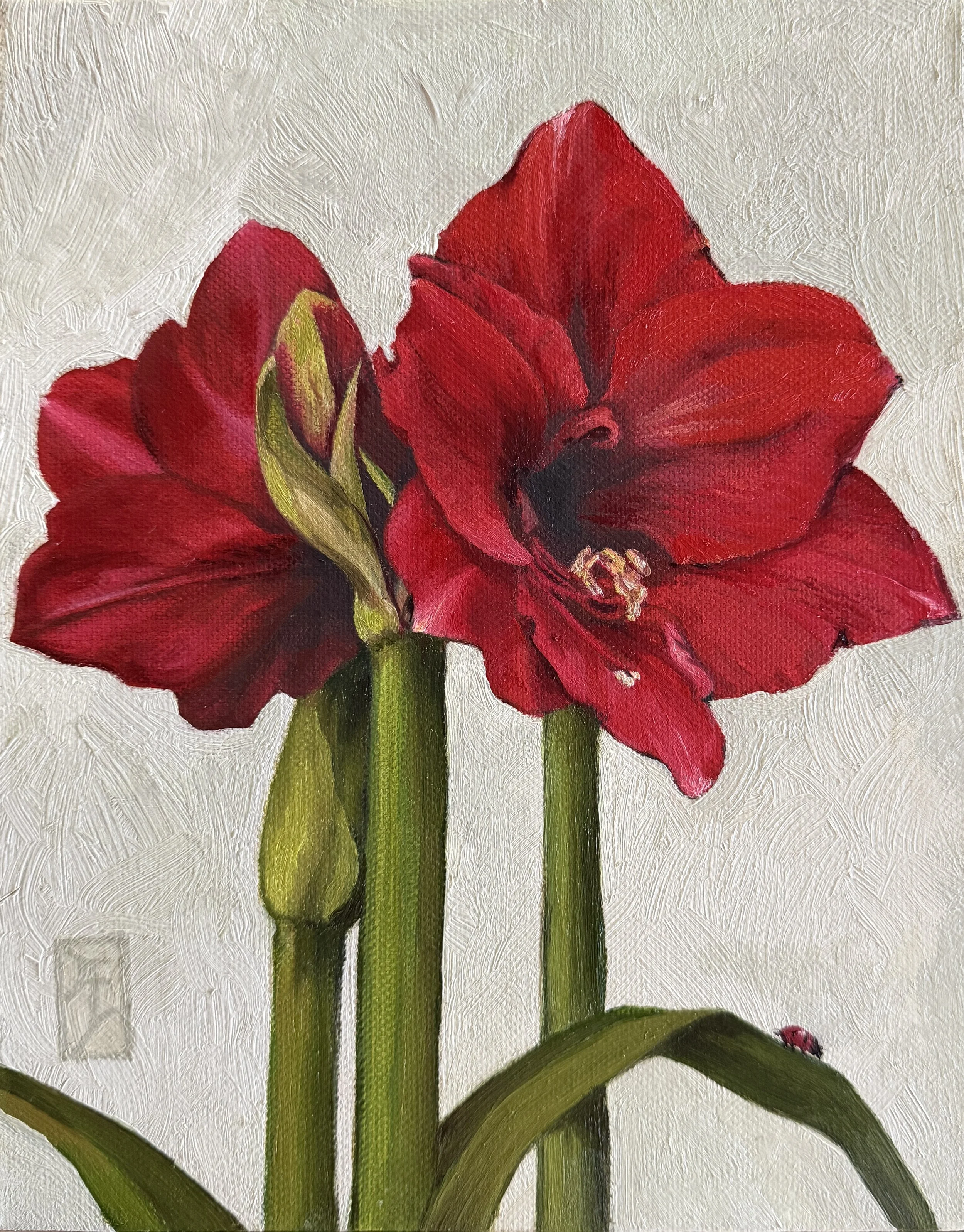 Ali Werbeloff_Amaryllis_25x20cm_oil on canvas_unframed_$430.JPG