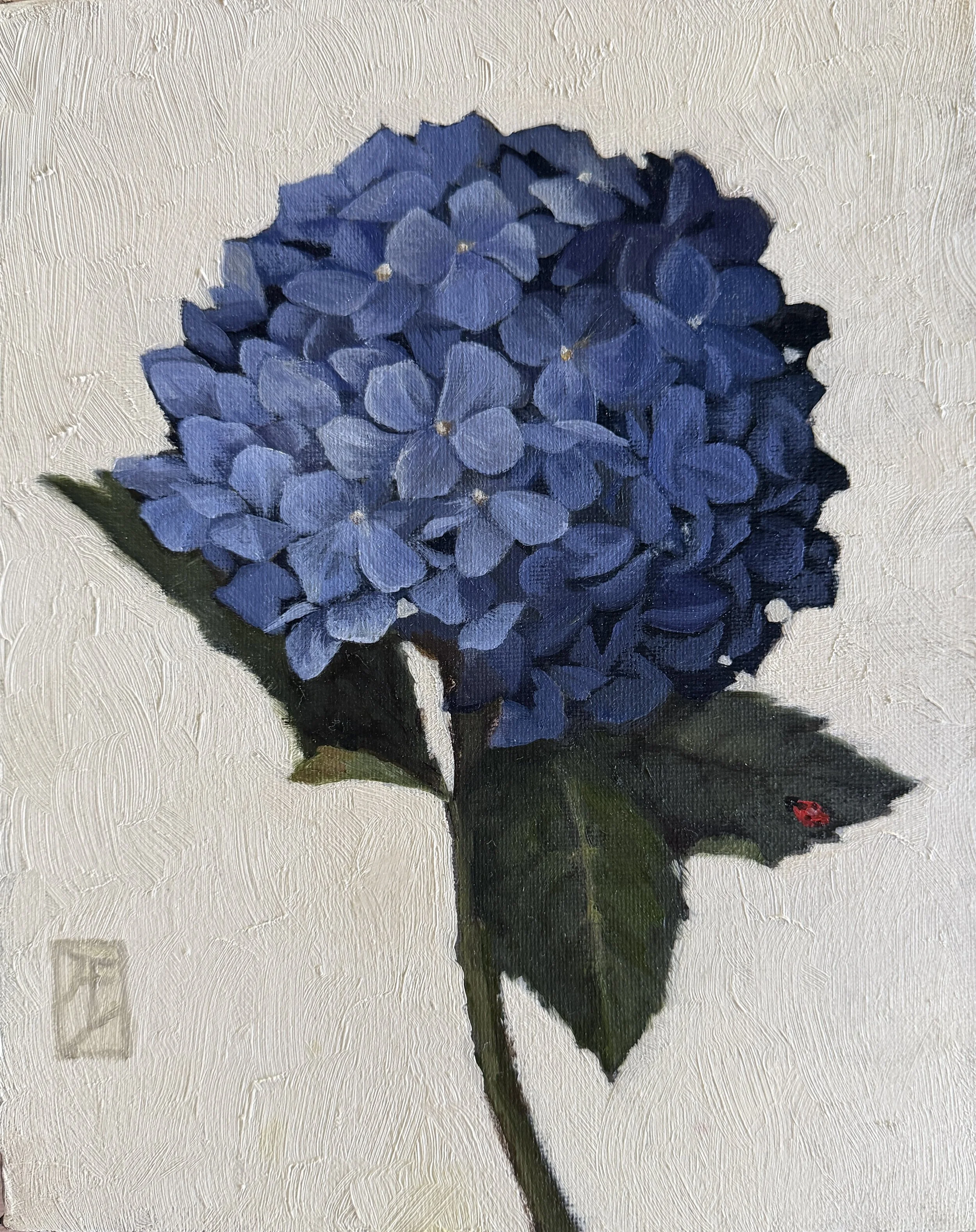 Ali Werbeloff_Hydrangea_25x20cm_oil on canvas_unframed_$430.JPG