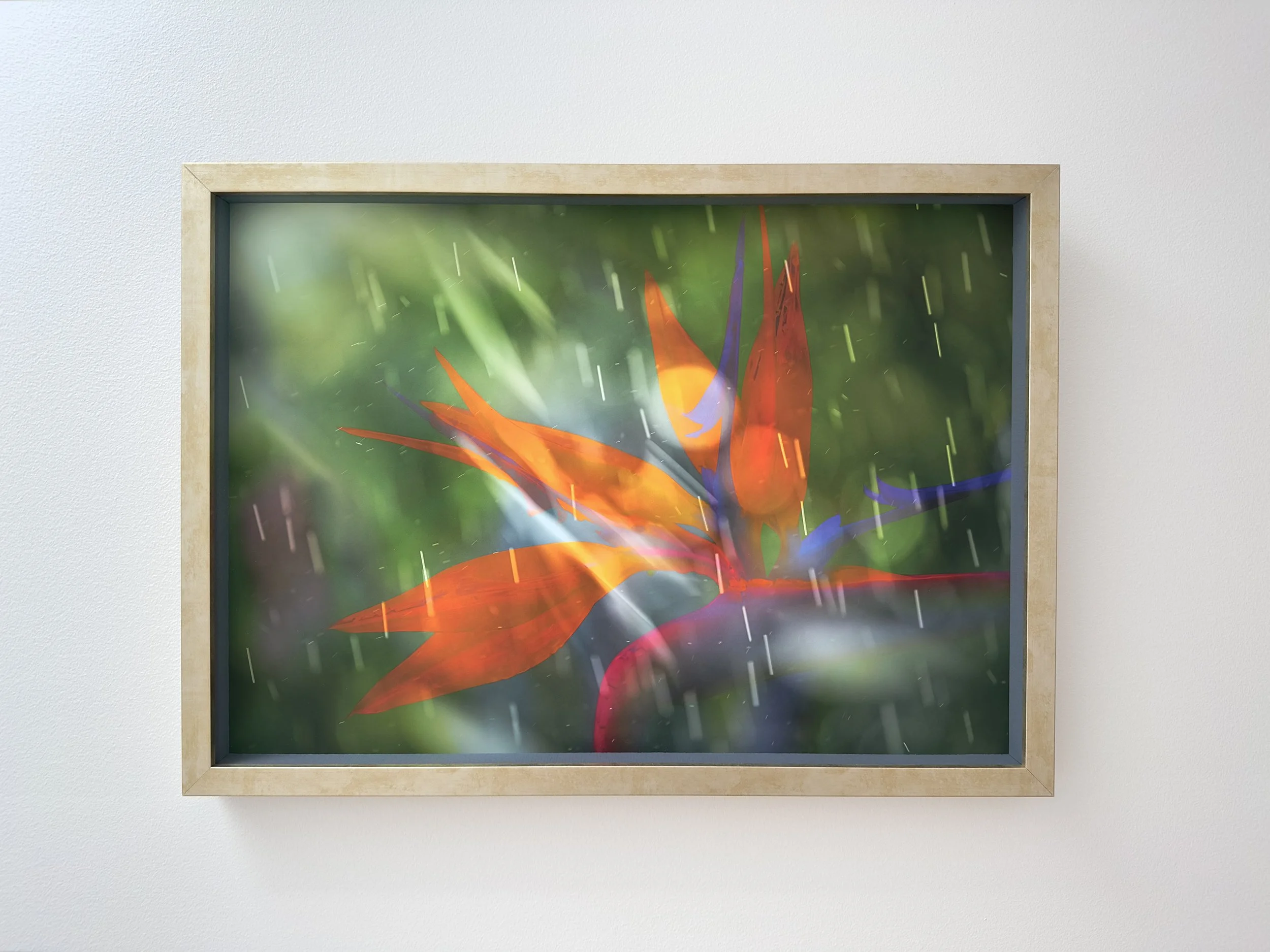 Nanda Nasser_Framed_Wholeheartedness_web.jpg