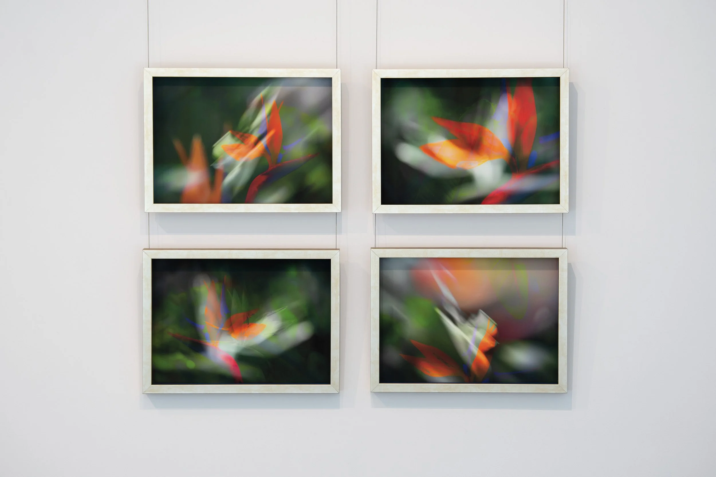 NN_Birds of Paradise_collecion of 4_framed_web.jpg