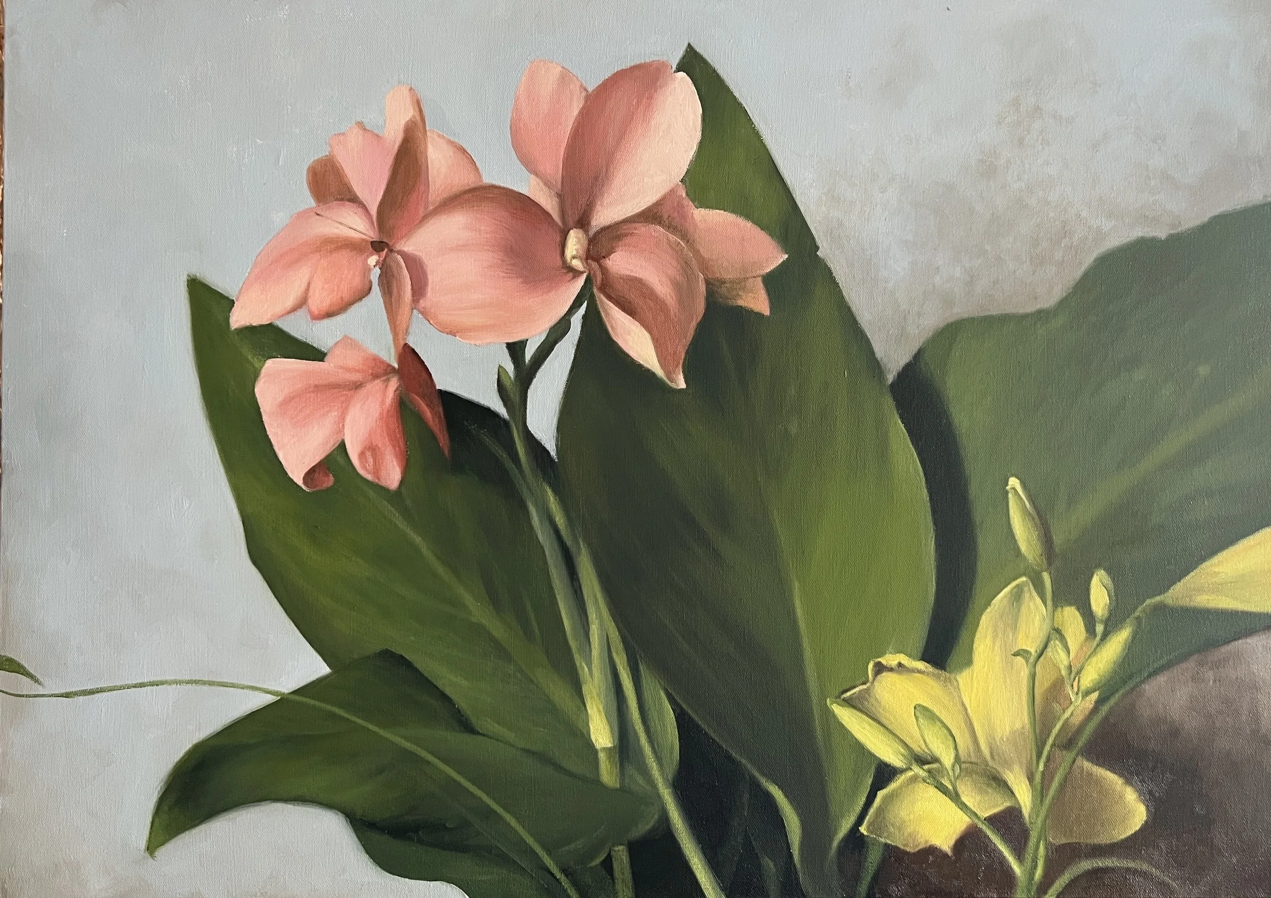 Ali Werbeloff_Study of Cana Lillies_50x60cm_Oil on canvas_no frame_ $900.jpeg