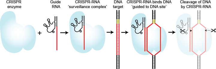 Figure 1. Different steps of DNA targeting by CRISPR-RNA